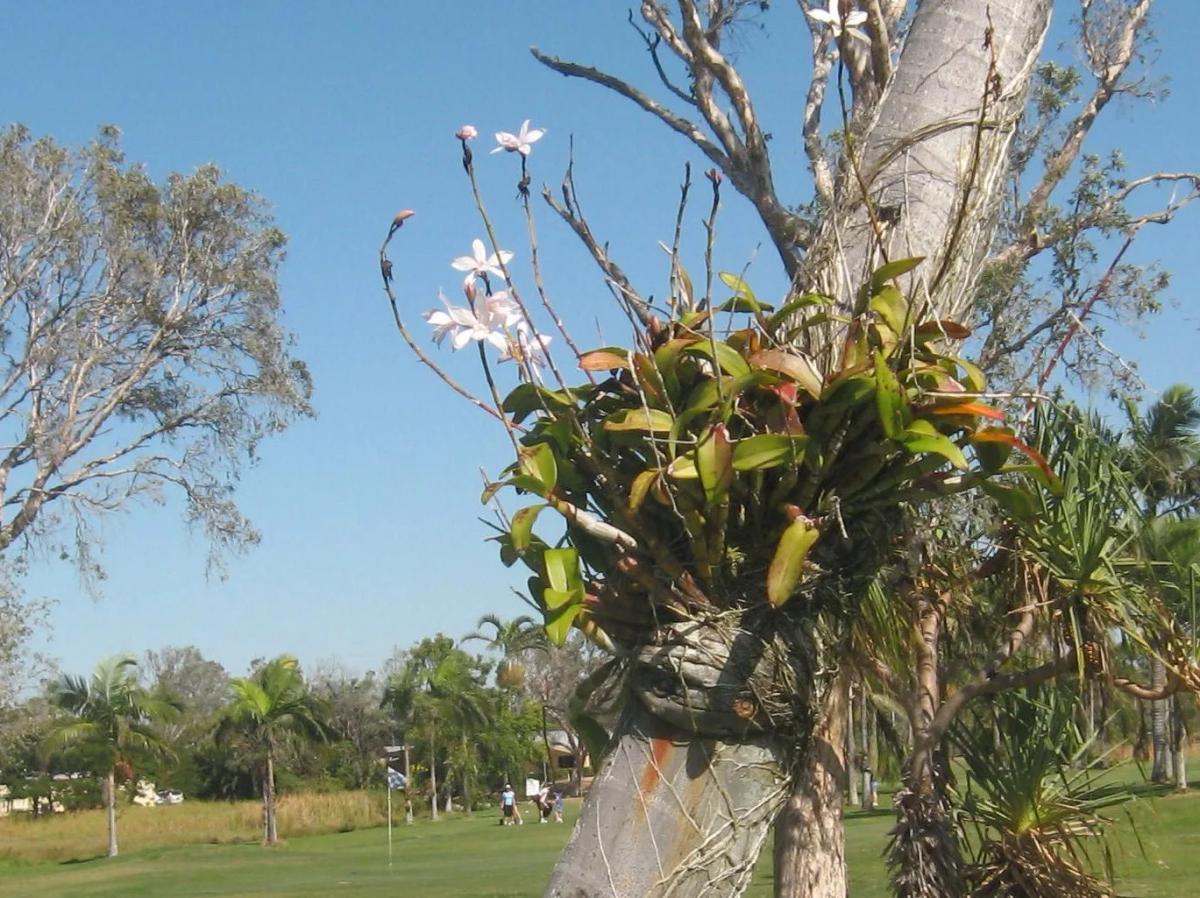 Rowes Bay Golf Club, Townsville QLD