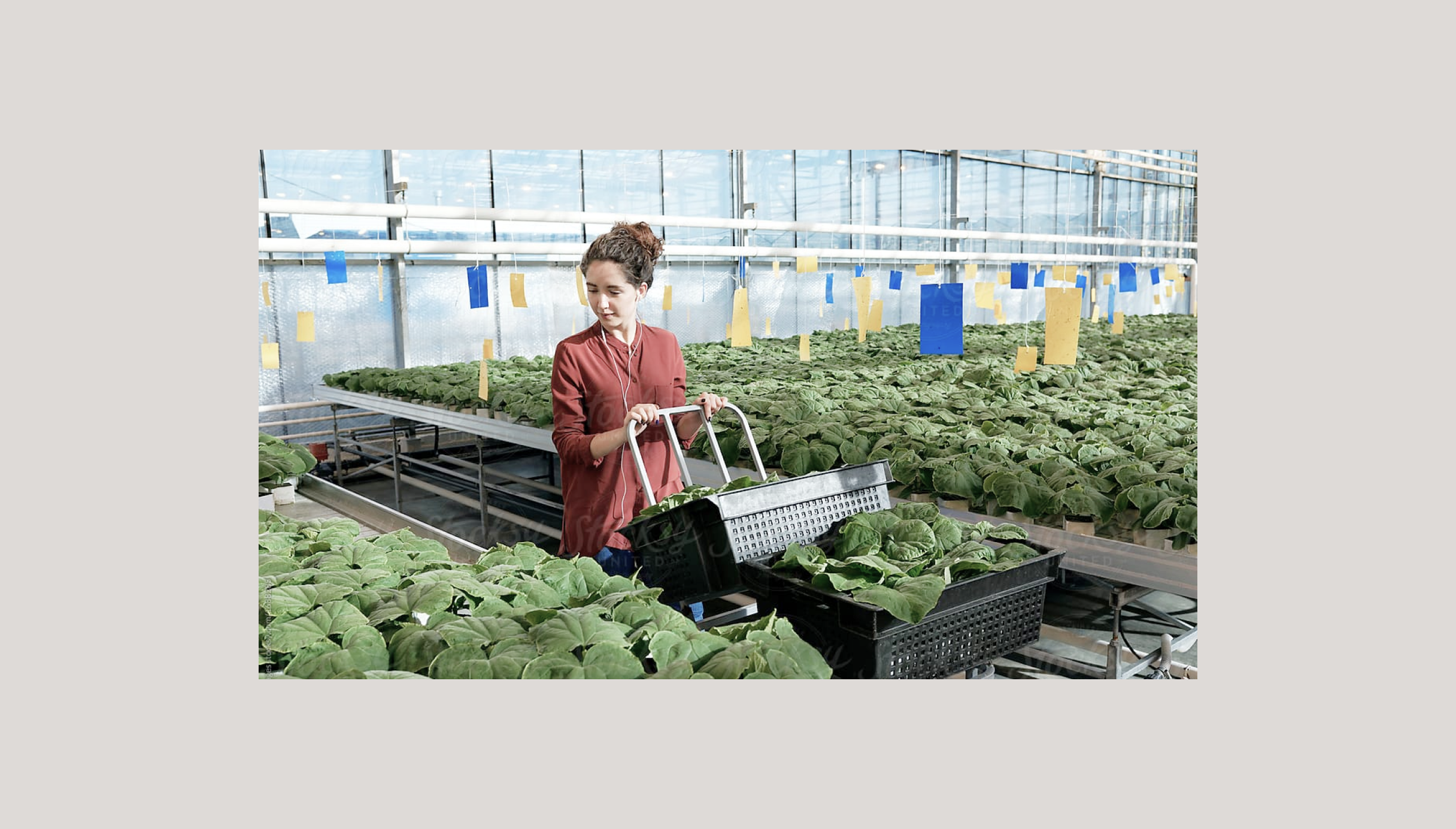 A woman picking fresh produce in a greenhouse