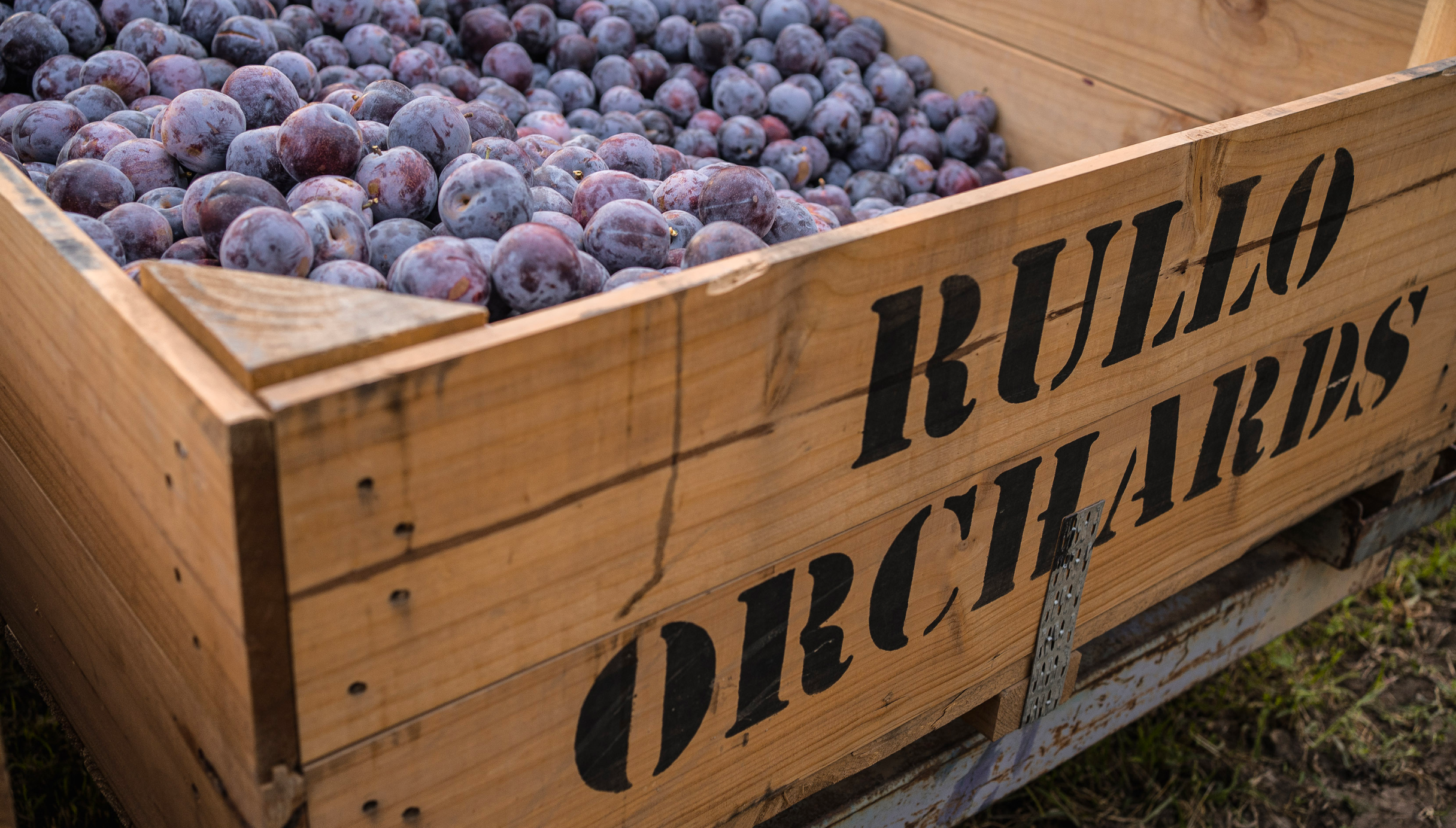 Freshly picked Queen Garnet plums, in a wooden 'Rullo Orchards' box