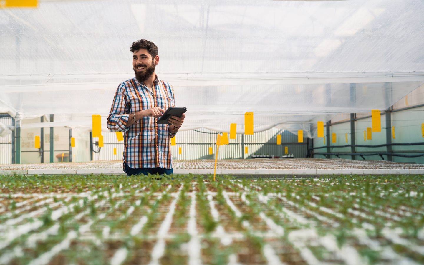 Smiling man in a greenhouse with green produce growing