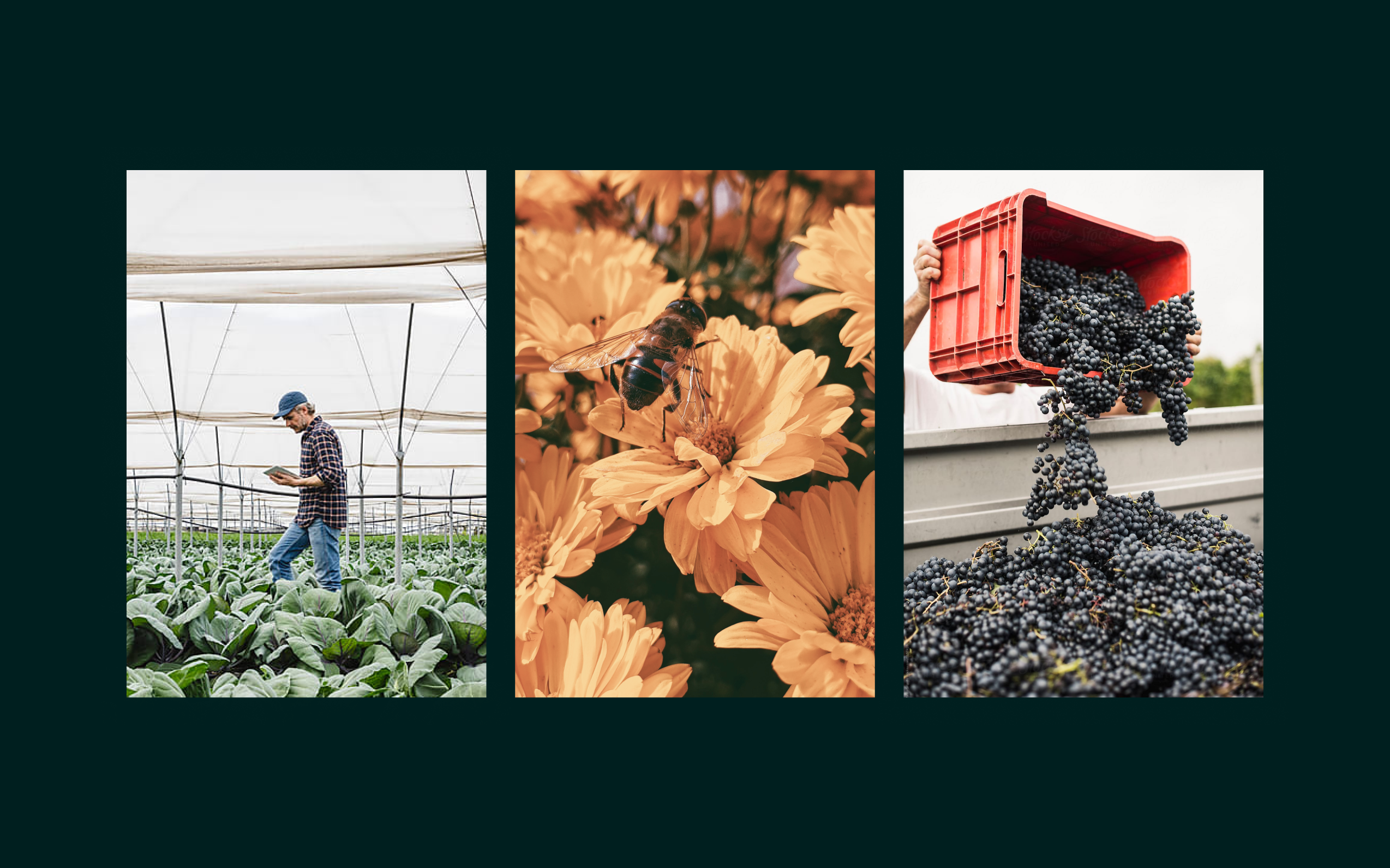 Three images showing a man in a greenhouse, a bee on a yellow flower and fresh plums