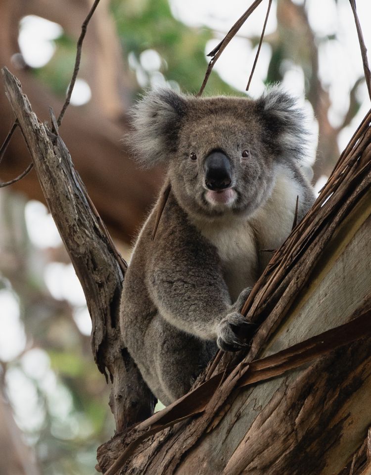 Rescuing Australia’s Wildlife One Animal at a Time