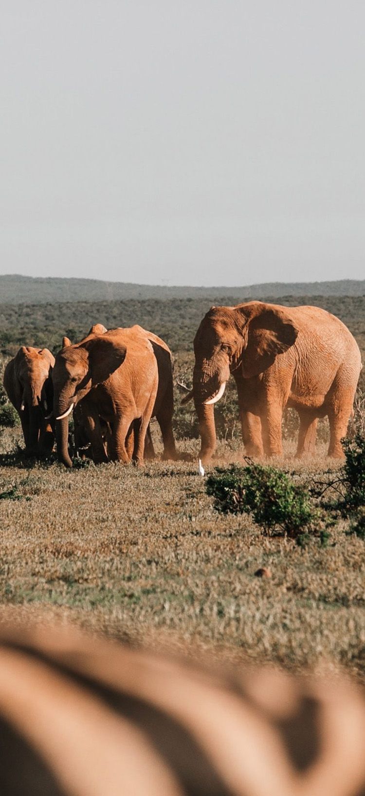 A Guide to Taking Great Wildlife Photos