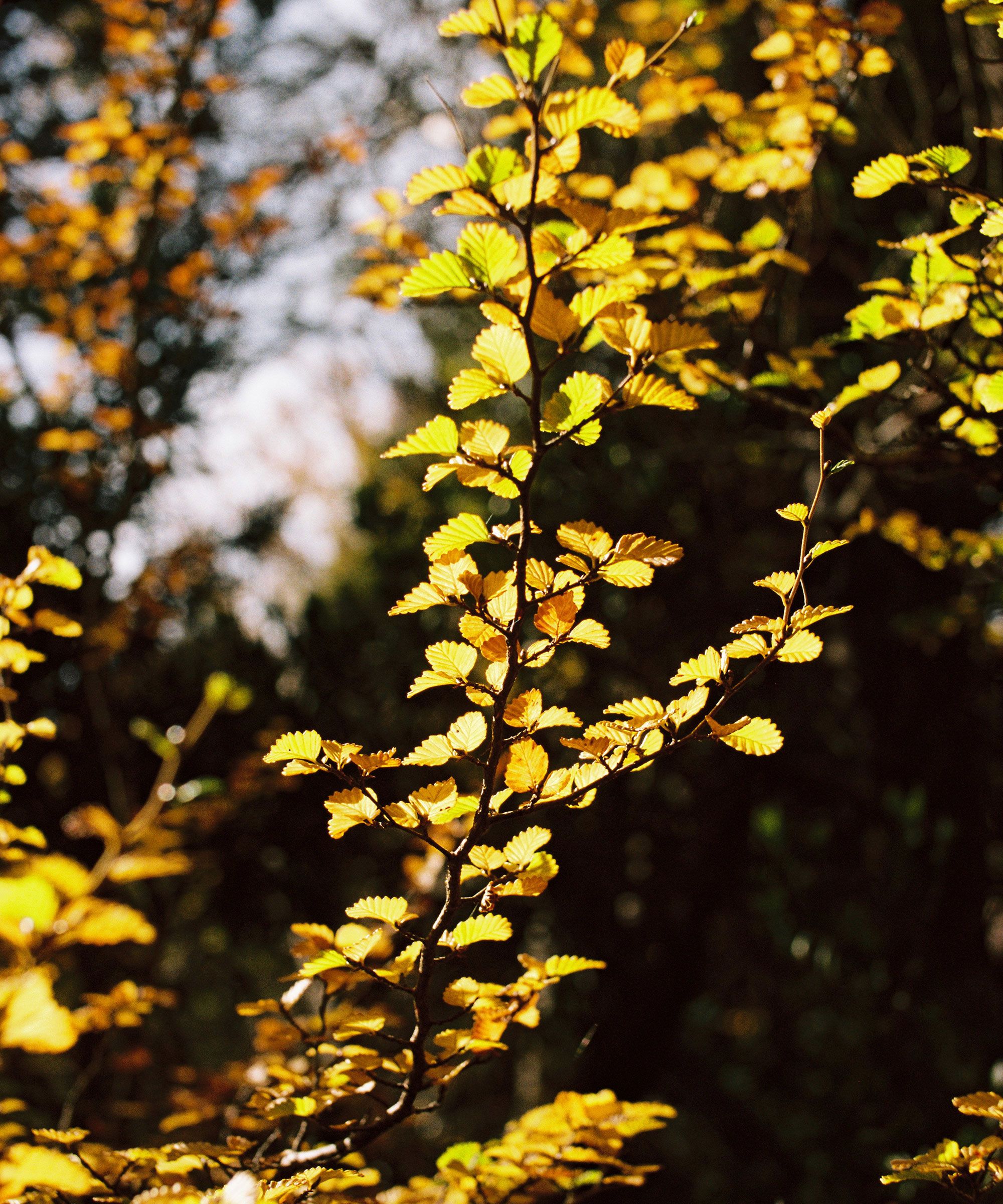 Golden Tapestry: The Turning of the Fagus