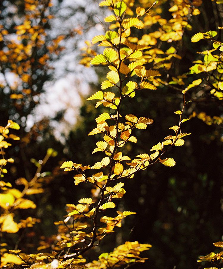 Golden Tapestry: The Turning of the Fagus