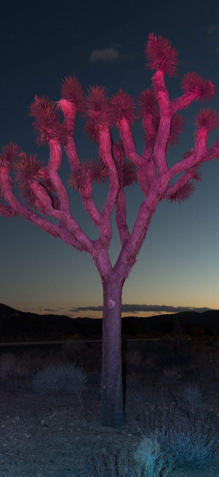 Dino Kužnik’s Latest Photo Series Presents Nature in a Unique Light