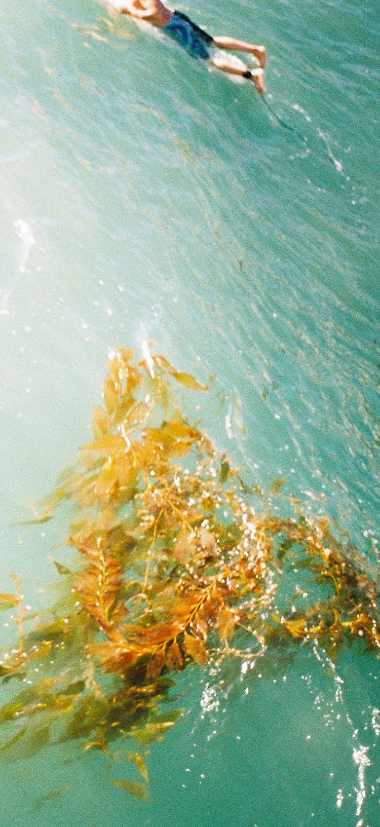 How Planting Giant Kelp Forests Can Help Save the Planet