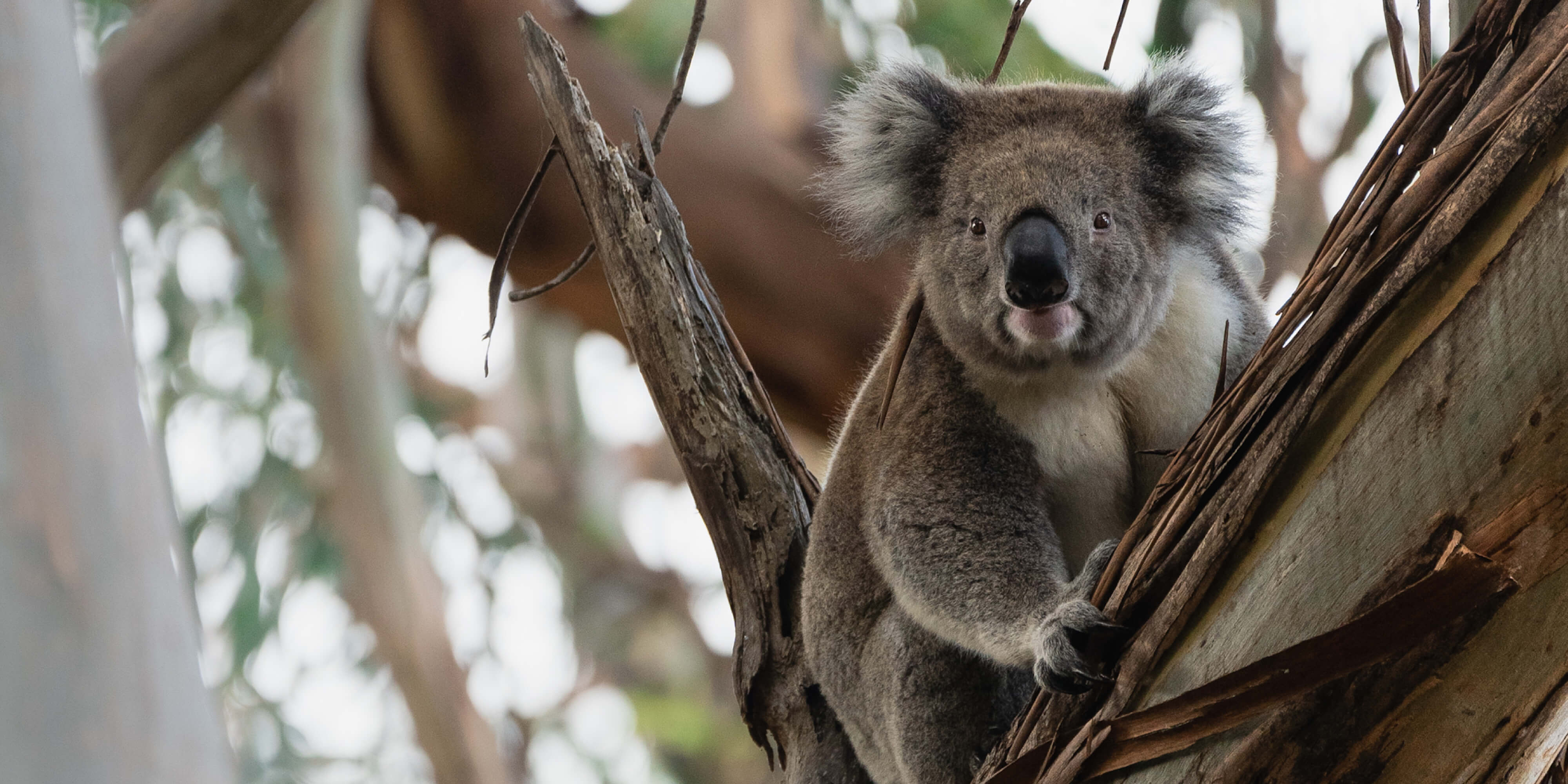 Rescuing Australia’s Wildlife One Animal at a Time