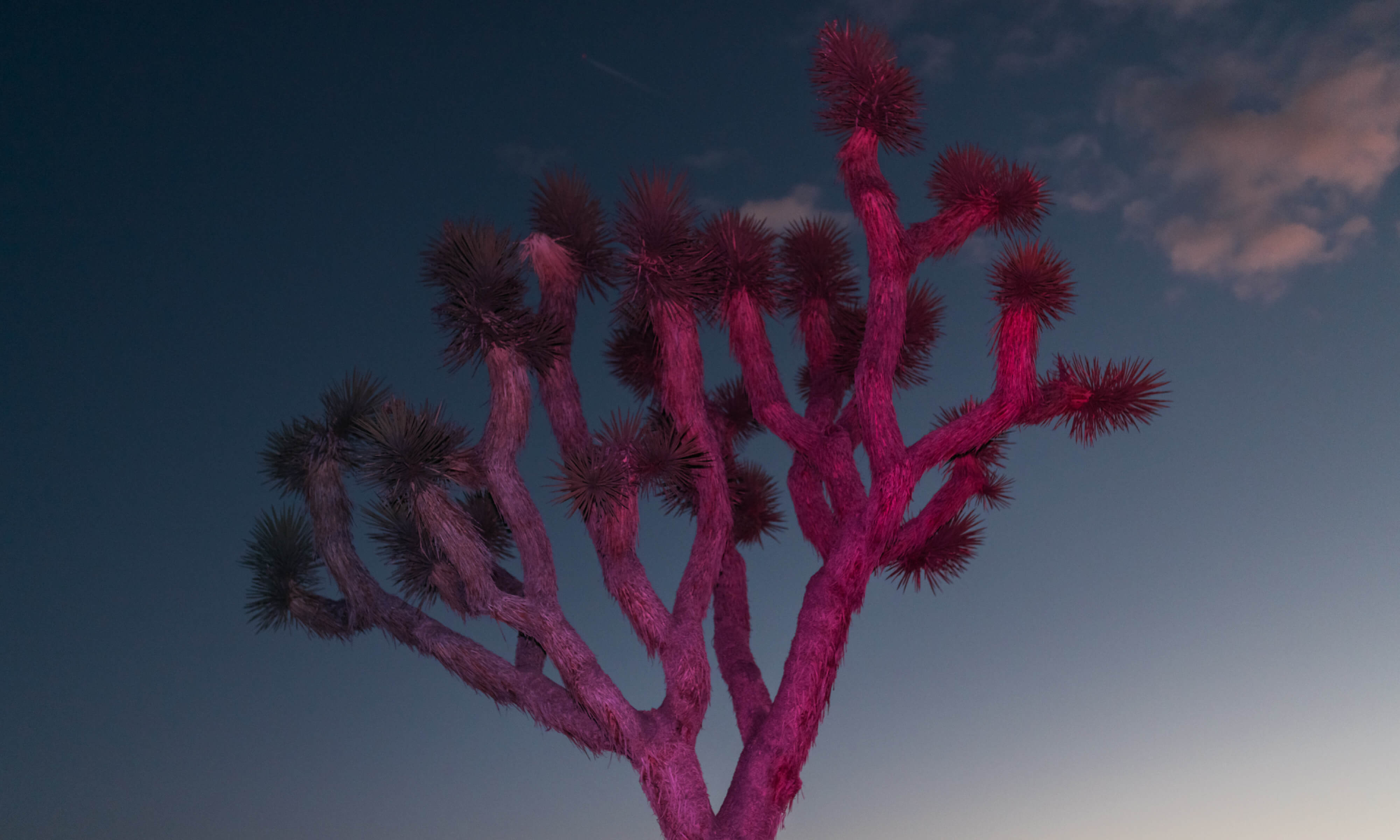 Dino Kužnik’s Latest Photo Series Presents Nature in a Unique Light