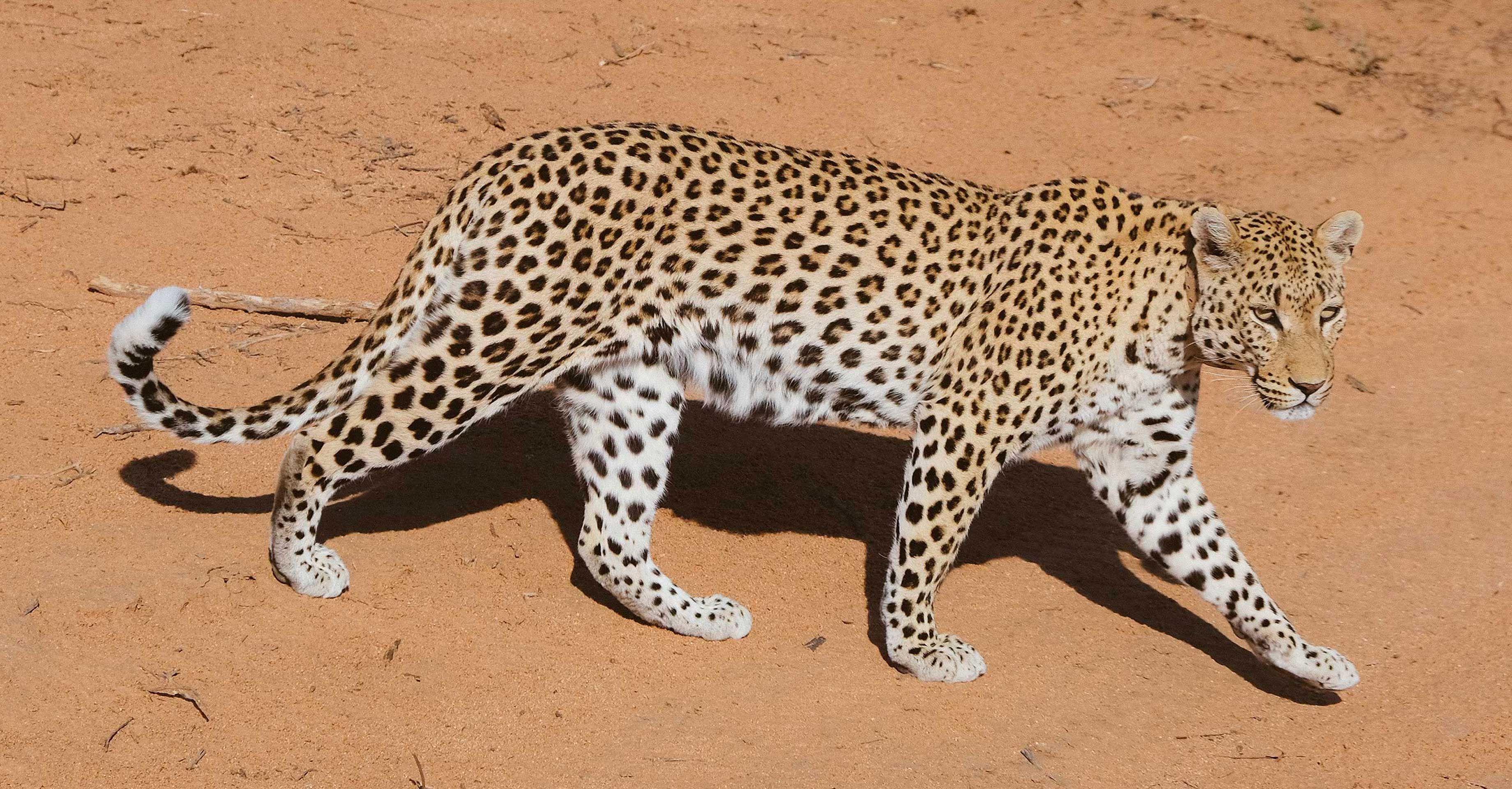 Namibia’s Complex Relationship with its Endangered Animals 
