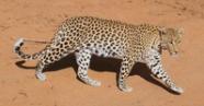 Namibia s Complex Relationship With Its Endangered Animals Urth Magazine Namibia s Complex Relationship With Its Endangered Animals Urth Magazine
