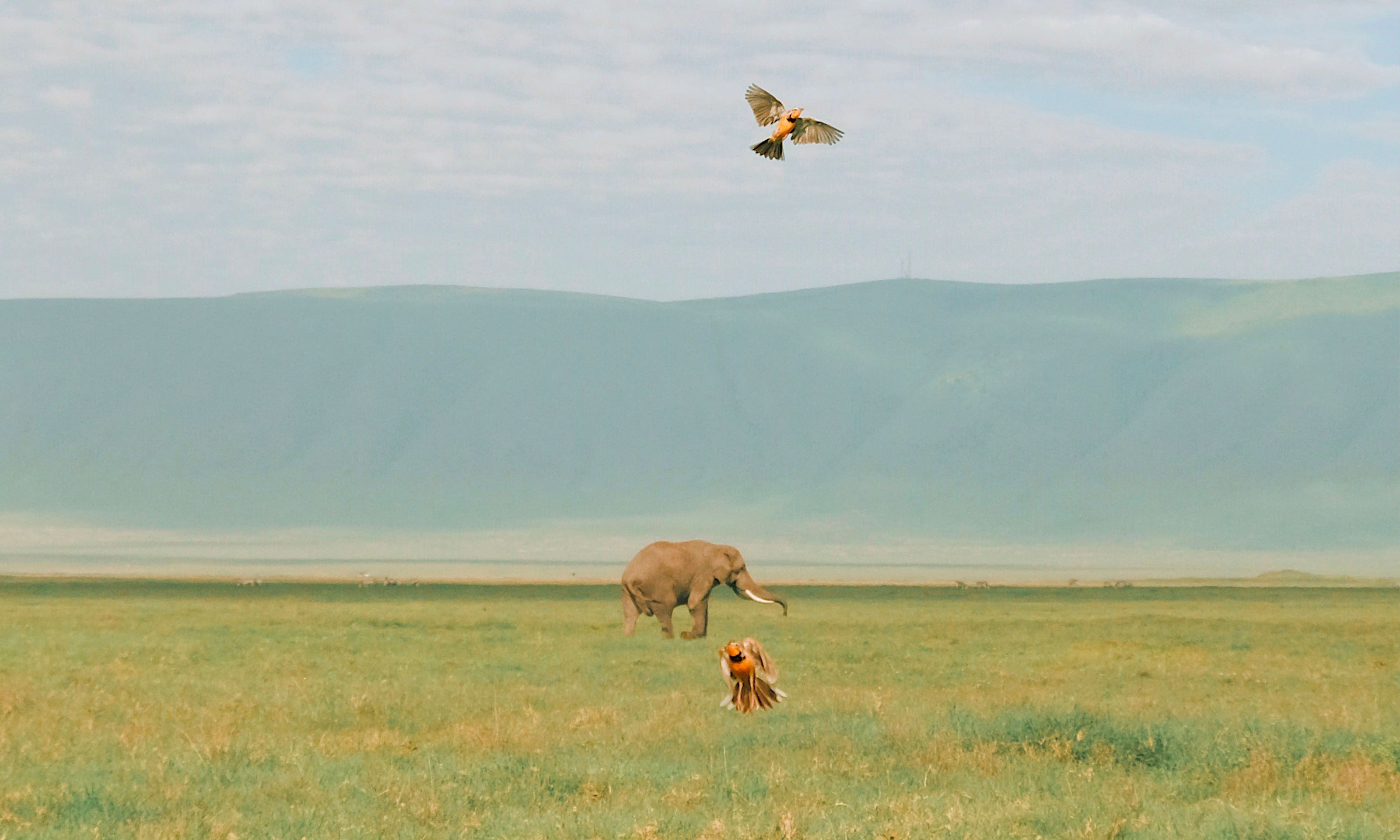 Behind the Image: How Mandy Sham Shoots Captivating Wildlife Photography