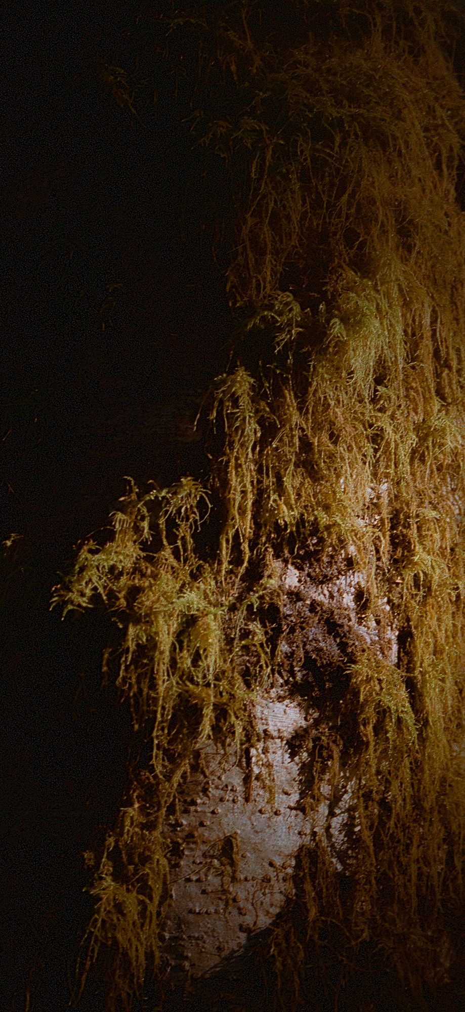 On Capturing the Ephemeral Side of Nature 