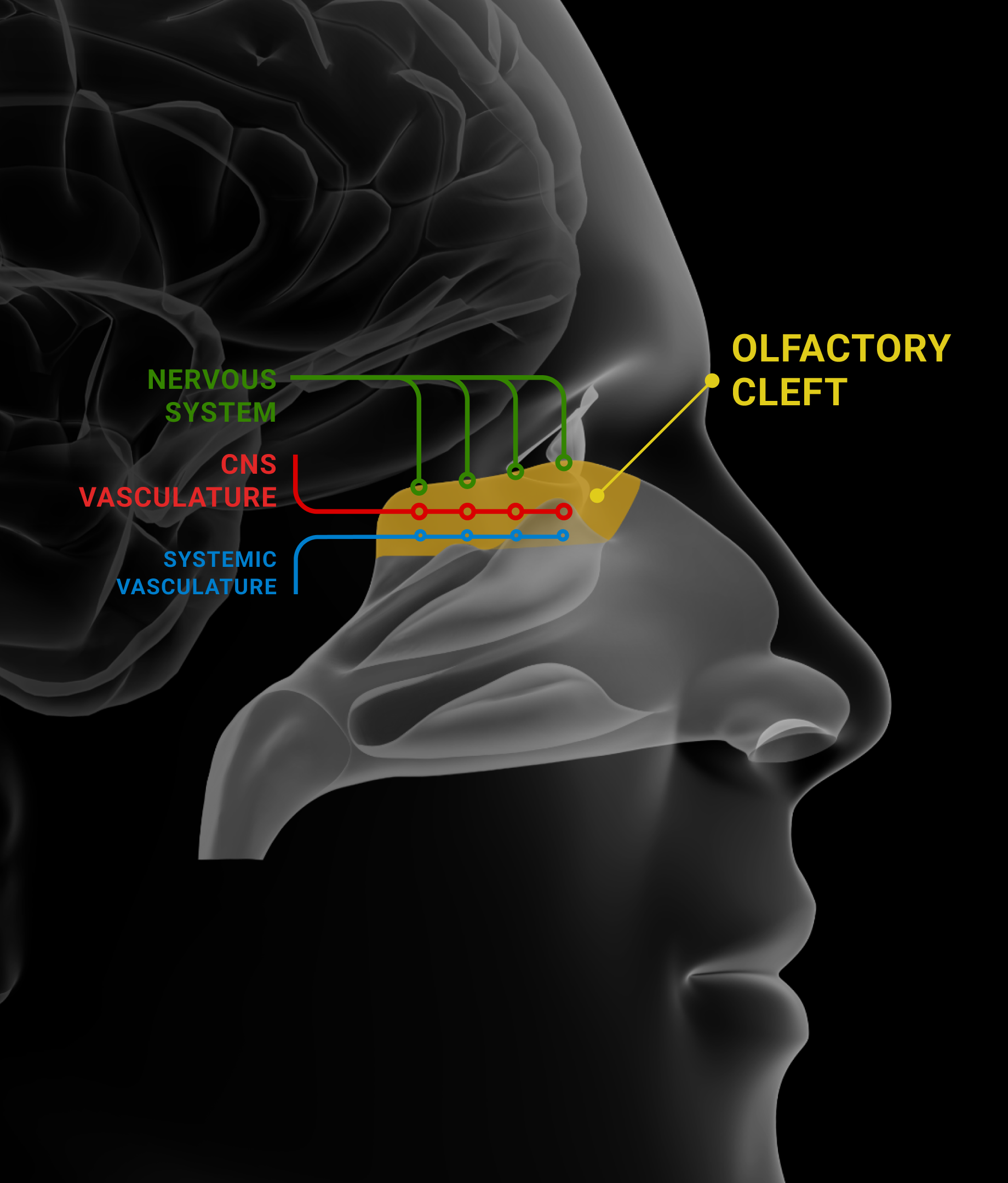 Targeted Drug Delivery to the Olfactory Region