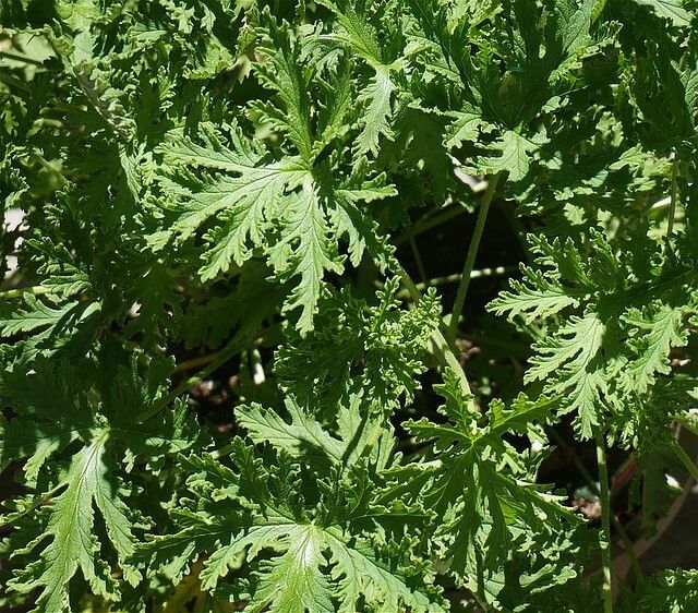 biljka Citronella