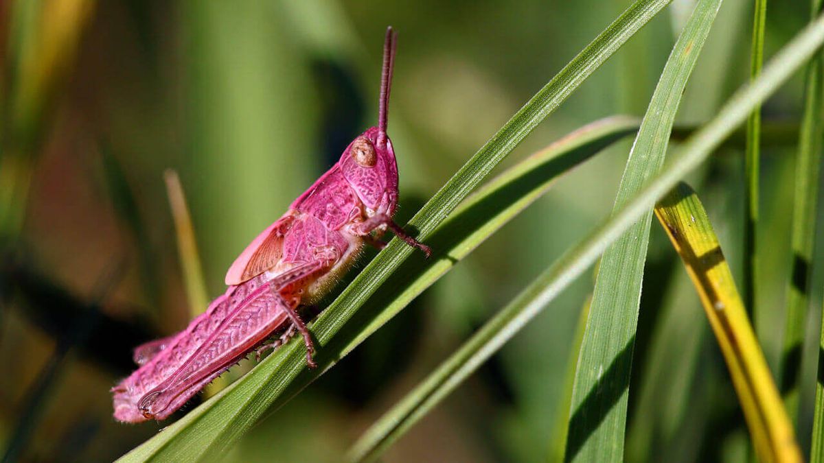 roze skakavac