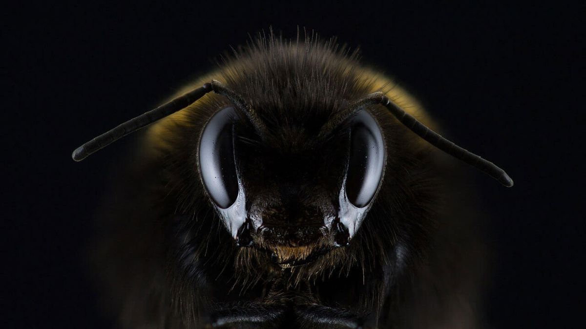 Da li korona virus prenose insekti