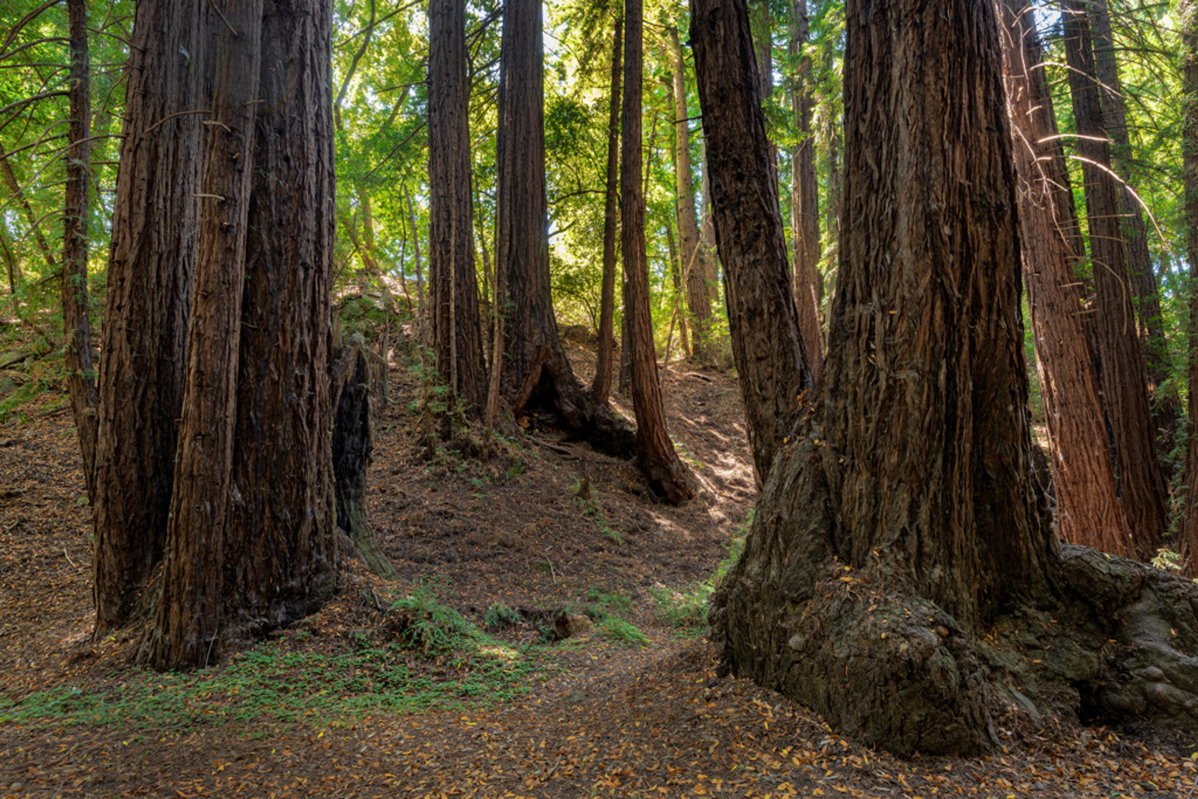 Pfeiffer Big Sur campground nestled among towering redwood trees along the Big Sur River
