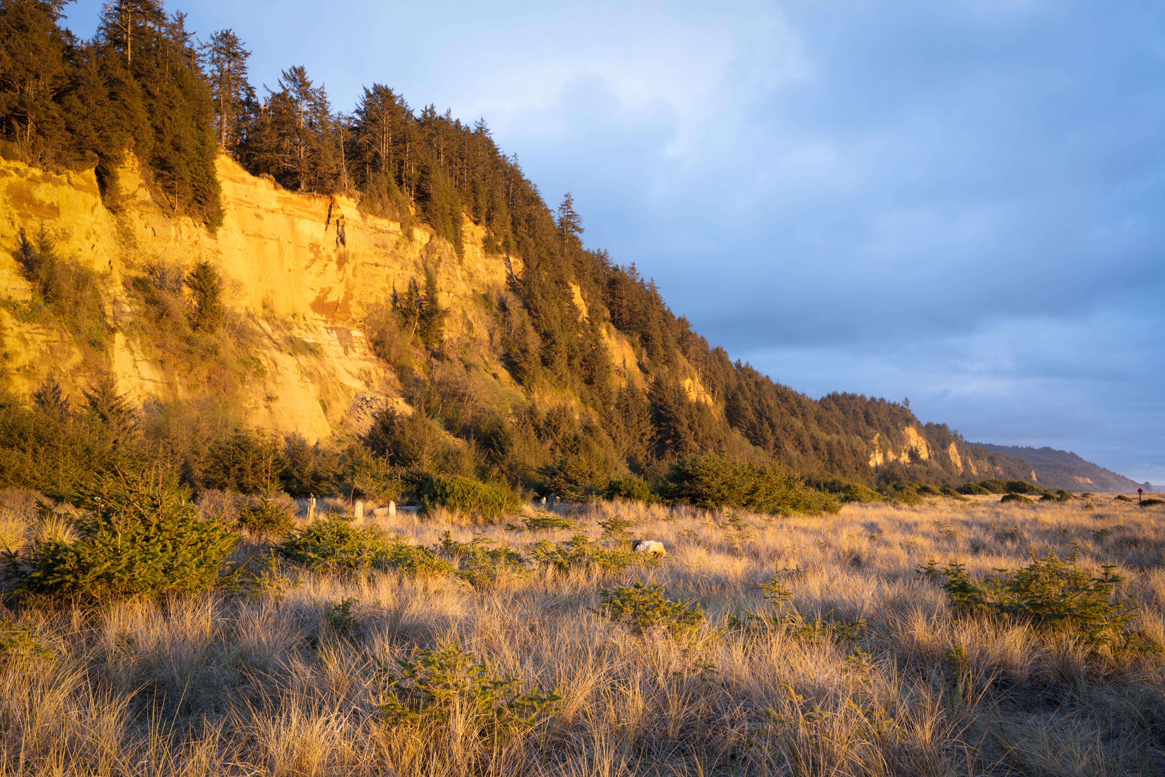 Golden bluffs glowing in late afternoon light at Gold Bluffs Beach campground with dune grass in foreground and old-growth trees on the cliffs Golden bluffs glowing in late afternoon light at Gold Bluffs Beach campground with dune grass in foreground and old-growth trees on the cliffs
