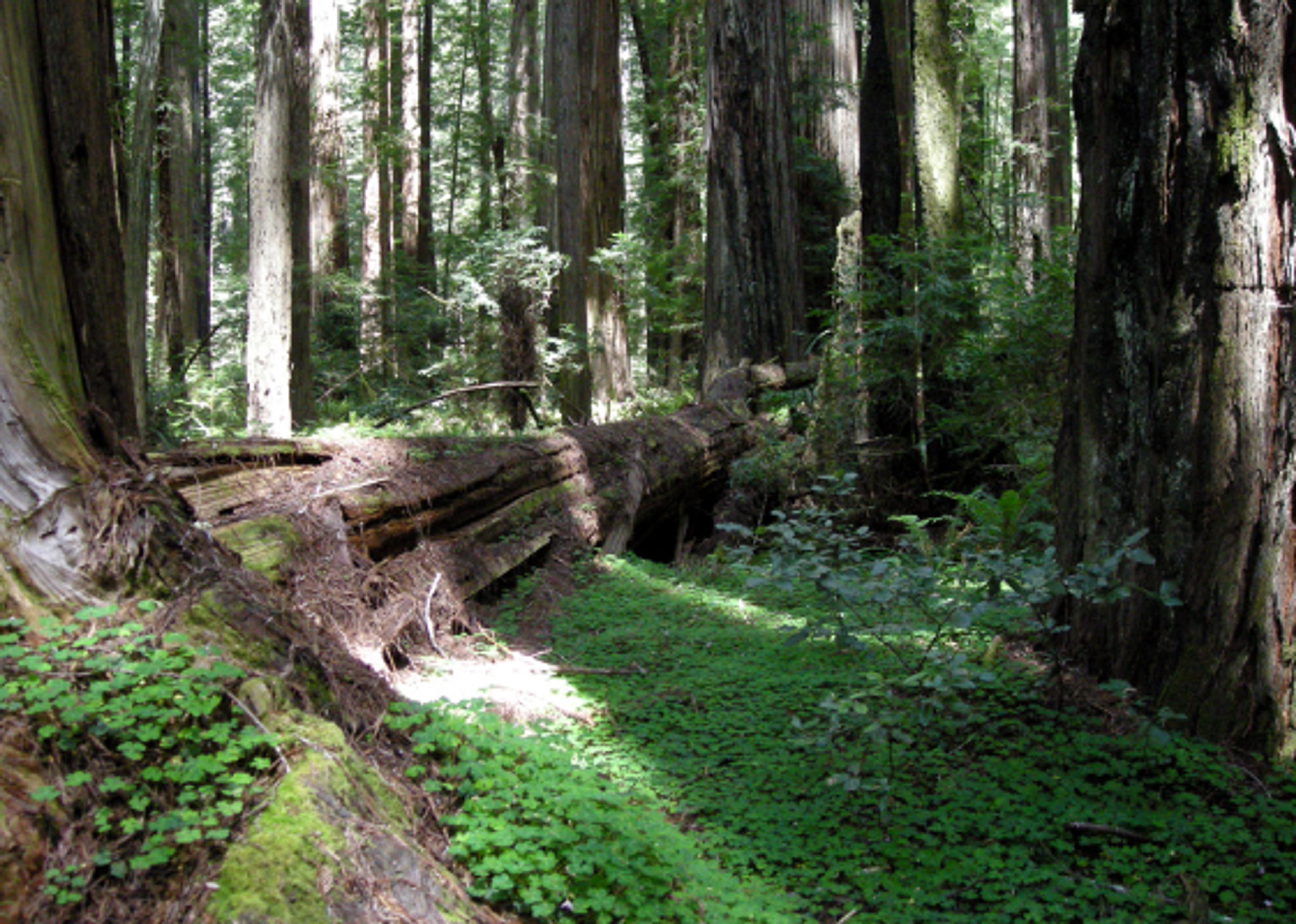 Humboldt Redwoods State Park - Burlington Campground Humboldt Redwoods State Park - Burlington Campground