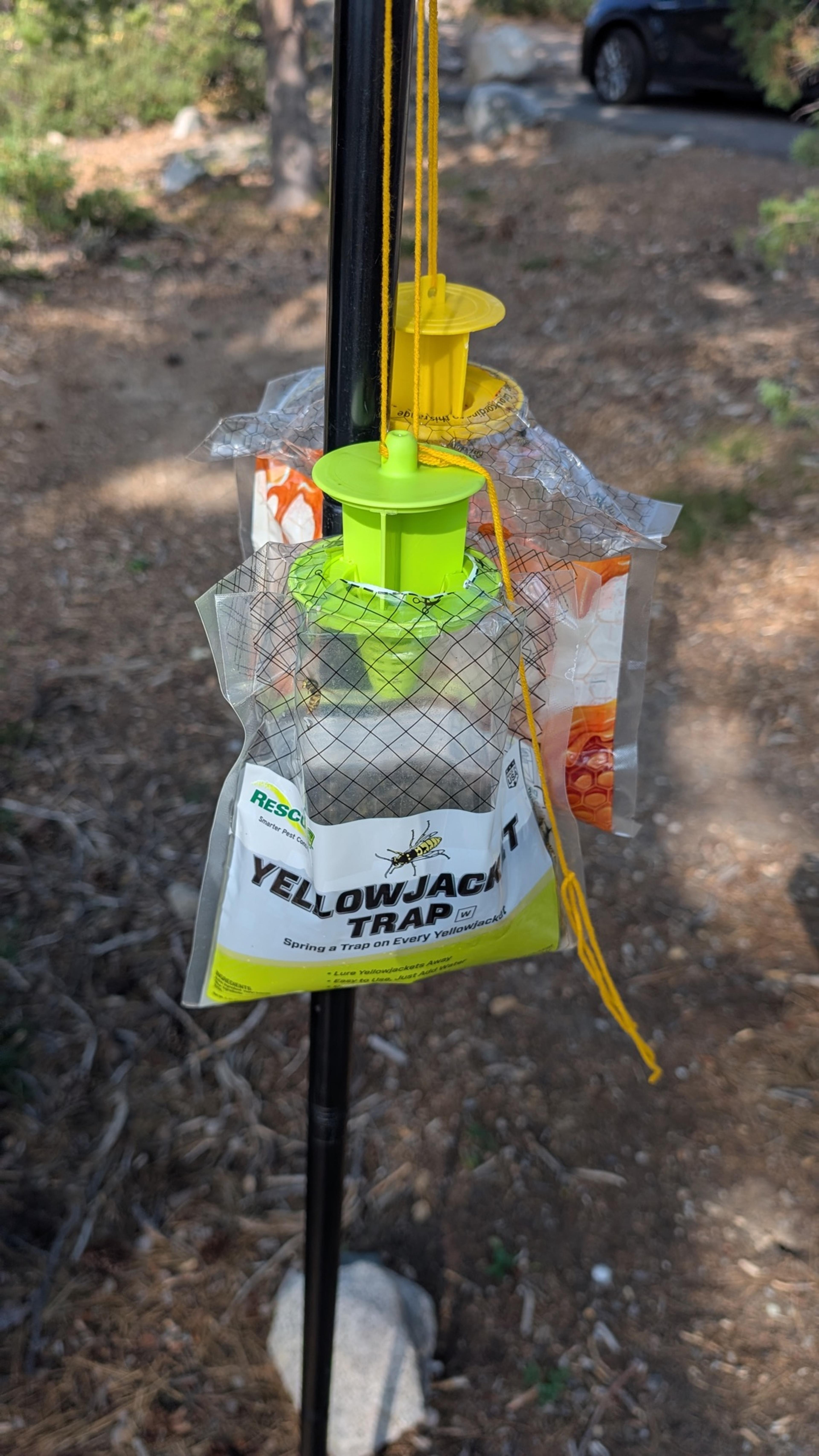 Two RESCUE disposable yellowjacket traps hanging on a metal torch stake, the lower trap darkened with trapped yellow jackets Two RESCUE disposable yellowjacket traps hanging on a metal torch stake, the lower trap darkened with trapped yellow jackets