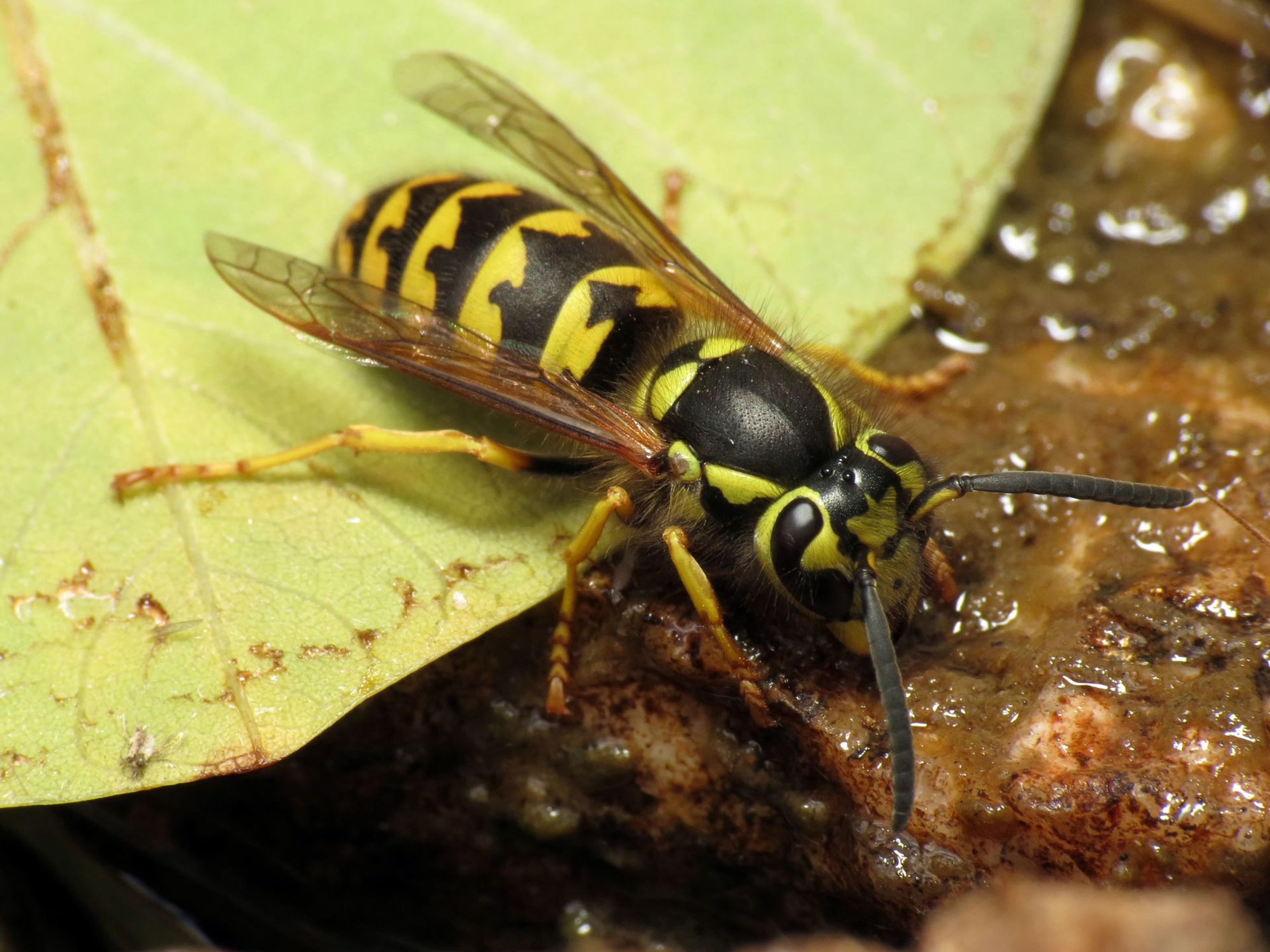Close-up of a western yellowjacket (Vespula pensylvanica) drinking from a wet rock surface Close-up of a western yellowjacket (Vespula pensylvanica) drinking from a wet rock surface