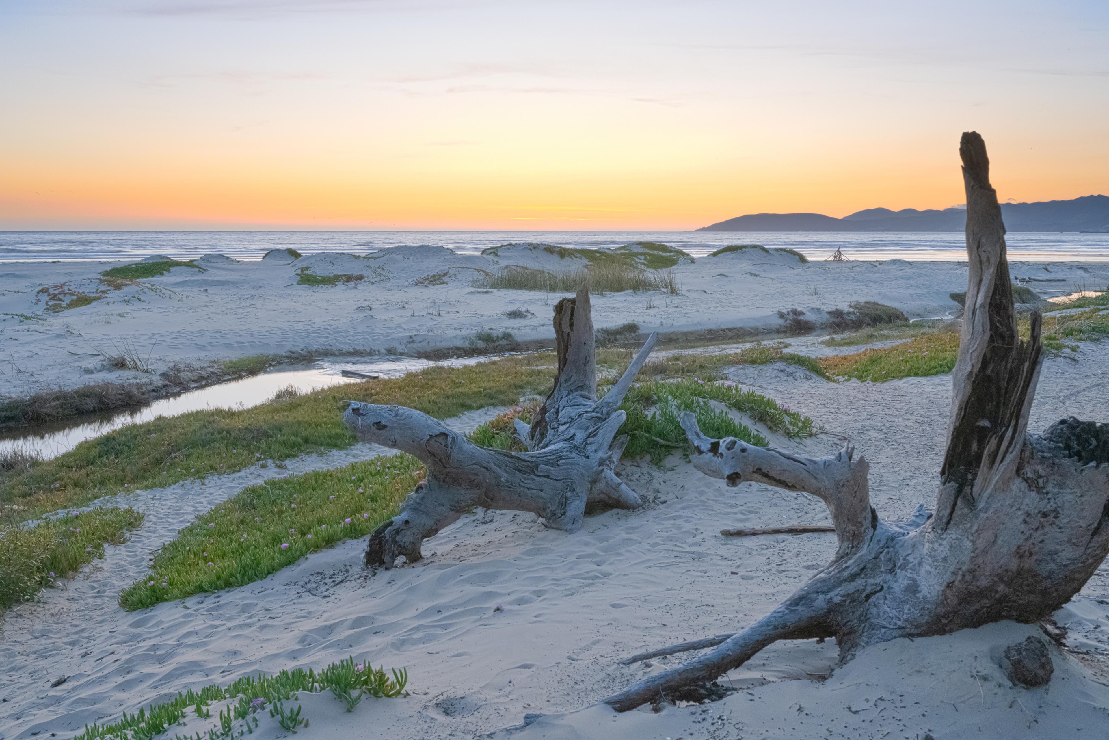 Pismo dunes and driftwood at sunset with the open beach and ocean beyond Pismo dunes and driftwood at sunset with the open beach and ocean beyond