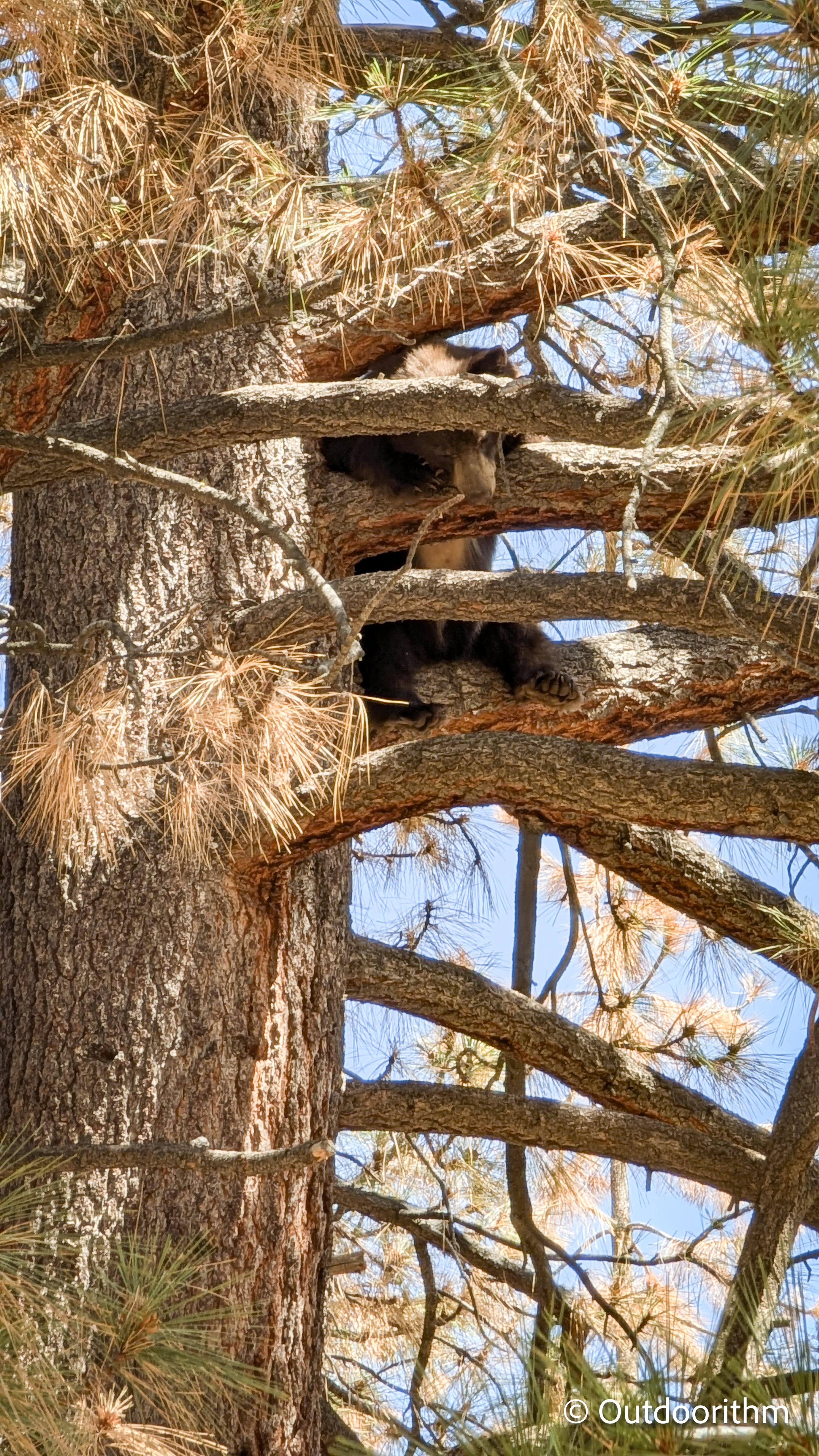 Nevada Beach Black Bear