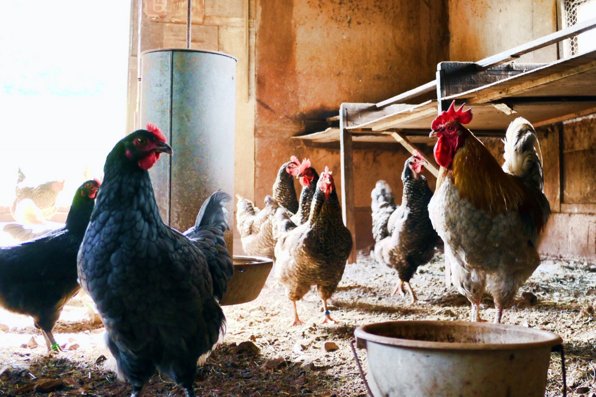 sector-agrícola-y-ganadero