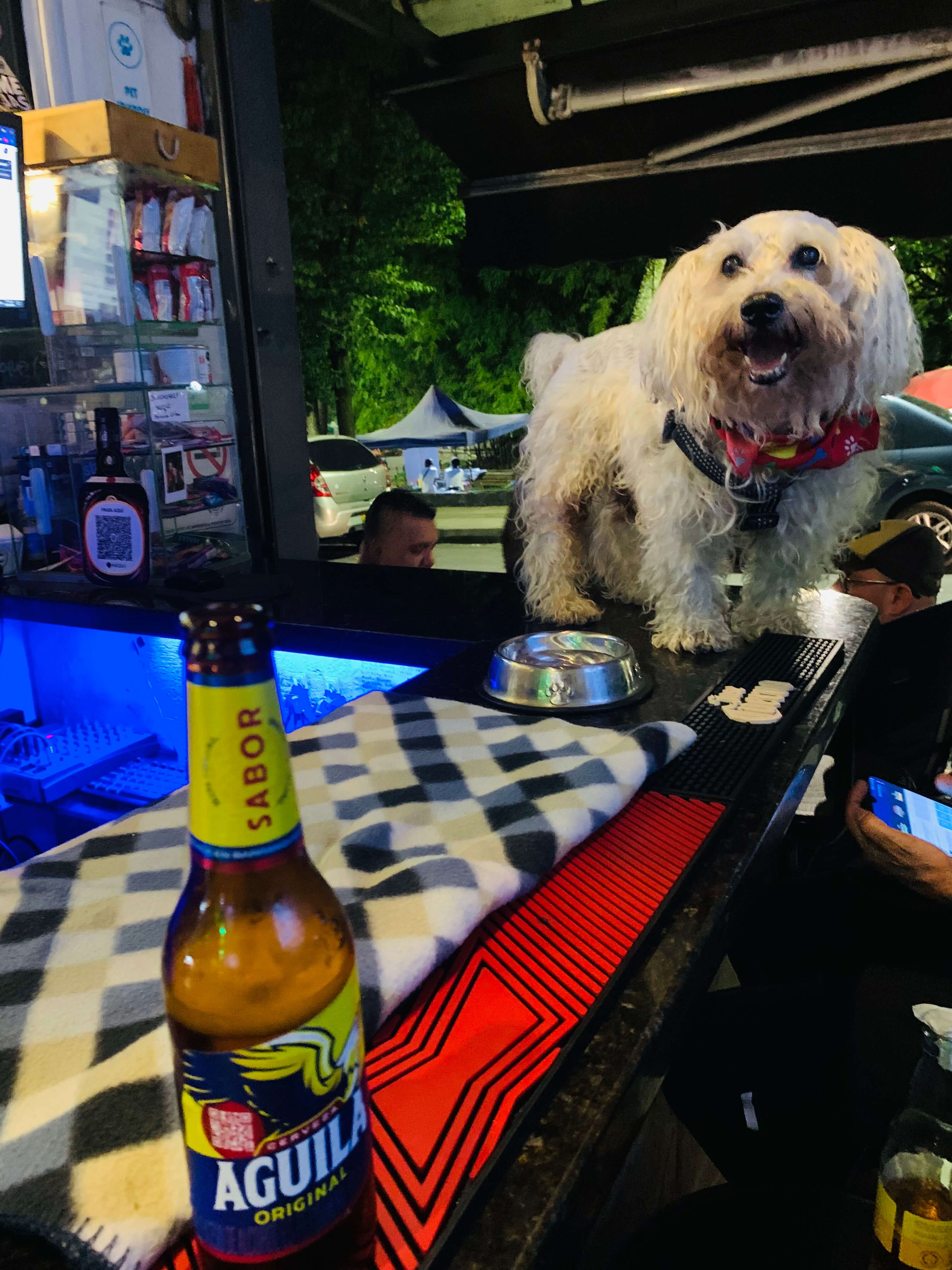 Dog sitting at a bar Boston Medellin
