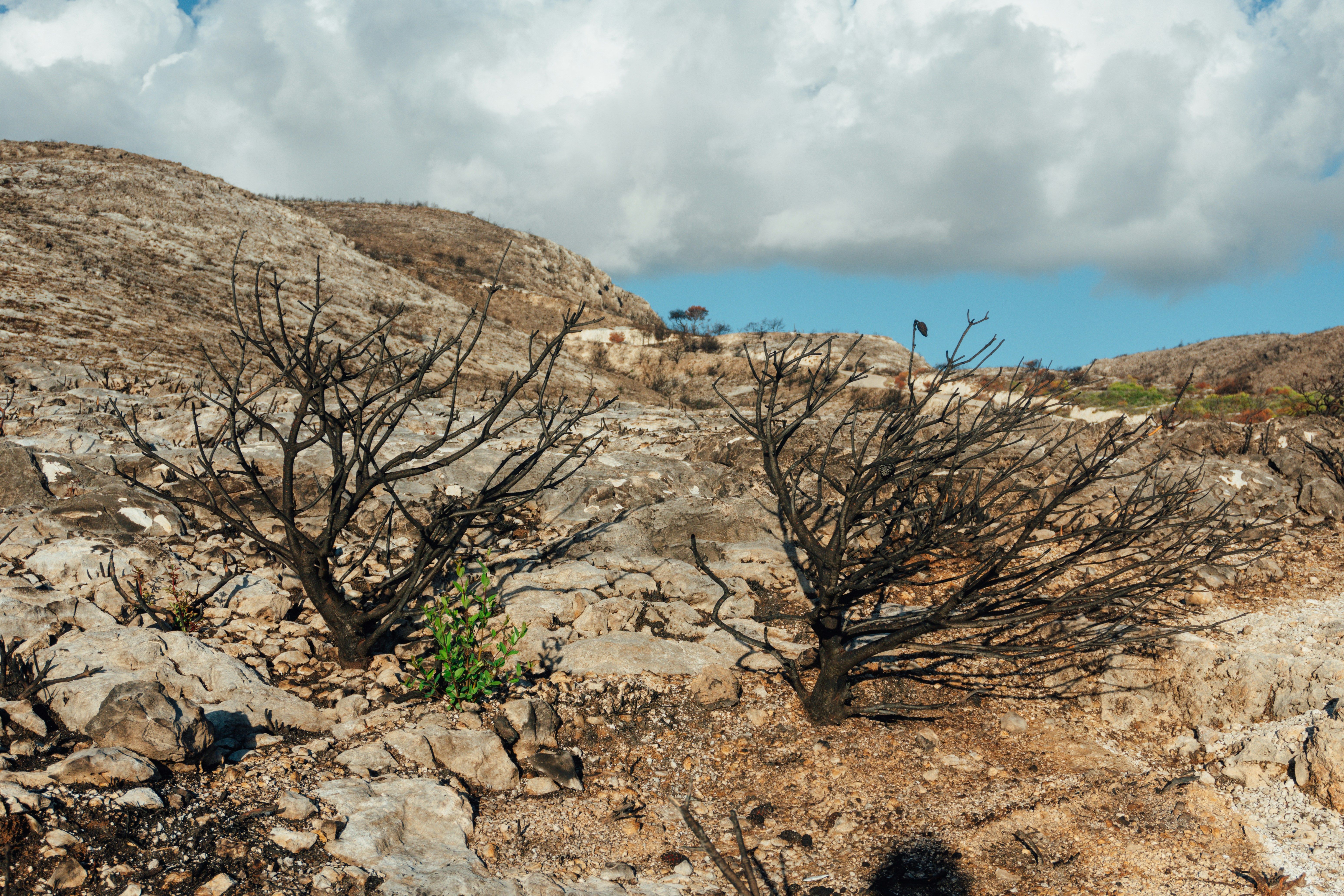 Tierra quemada: la estrategia que devora su propio terreno