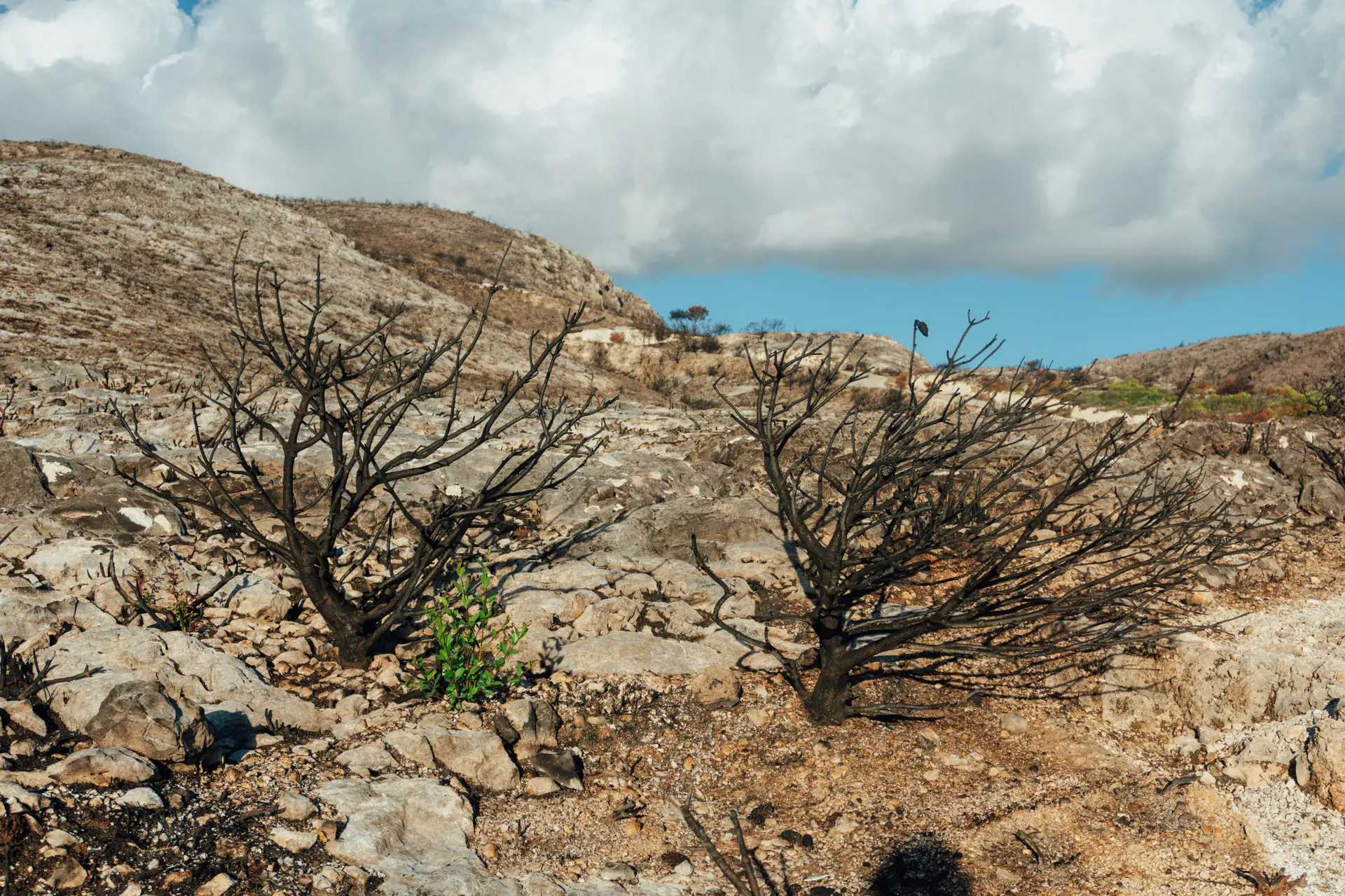 Tierra quemada: la estrategia que devora su propio terreno