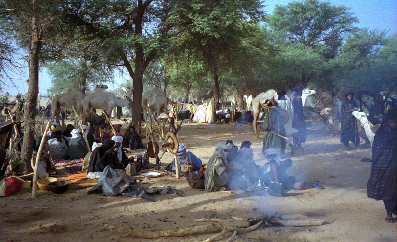 Campamento bajo acacias con camellos, hatillos y personas sentadas en el suelo alrededor de un fuego que echa humo.