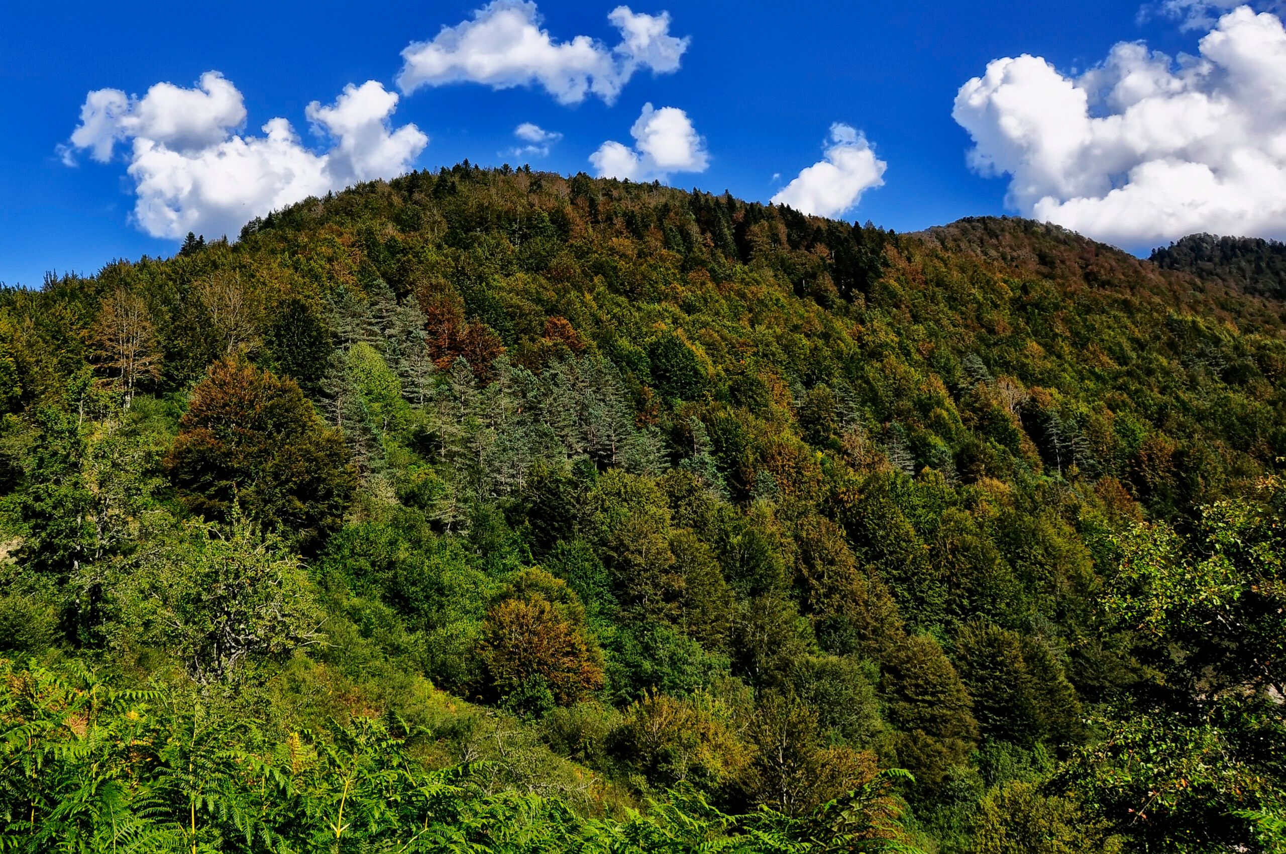 SELVA DE IRATI 5.jpg