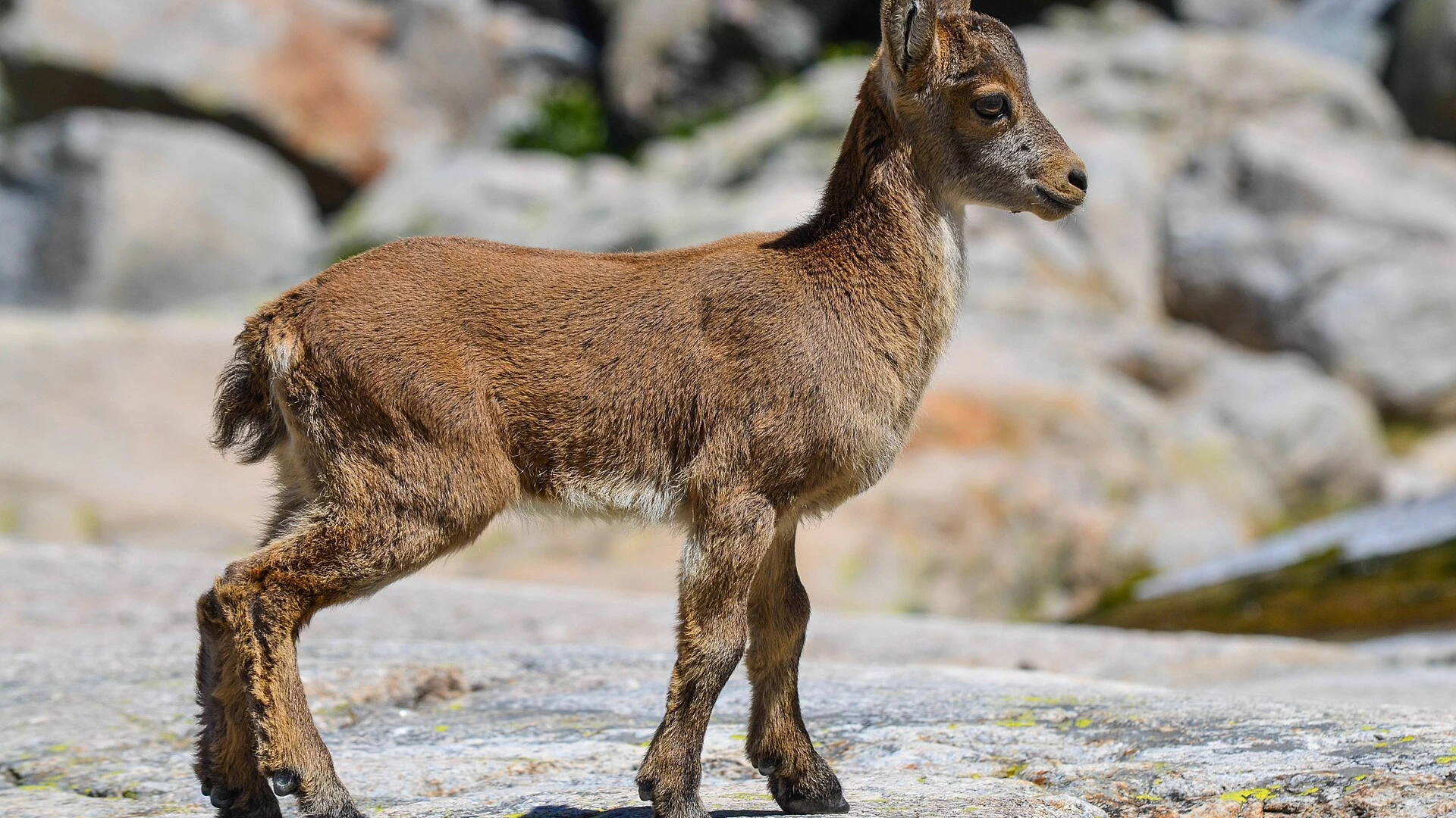 Sierra de Gredos: La Plataforma y Pedro Bernardo