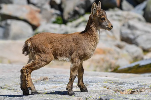 Sierra de Gredos: La Plataforma y Pedro Bernardo