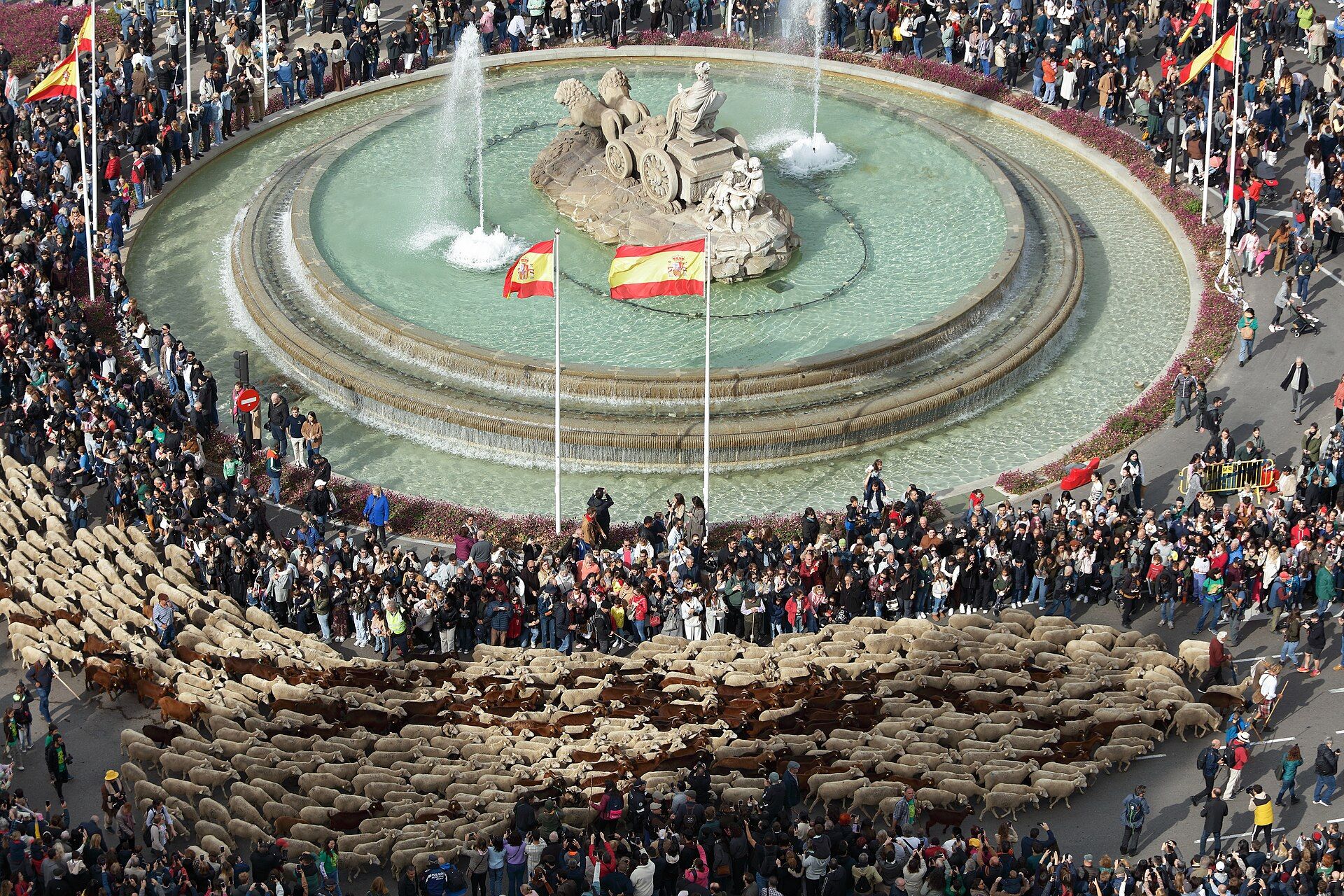 Rebaño de ovejas rodeando la fuente de Cibeles entre una multitud durante la Fiesta de la Trashumancia