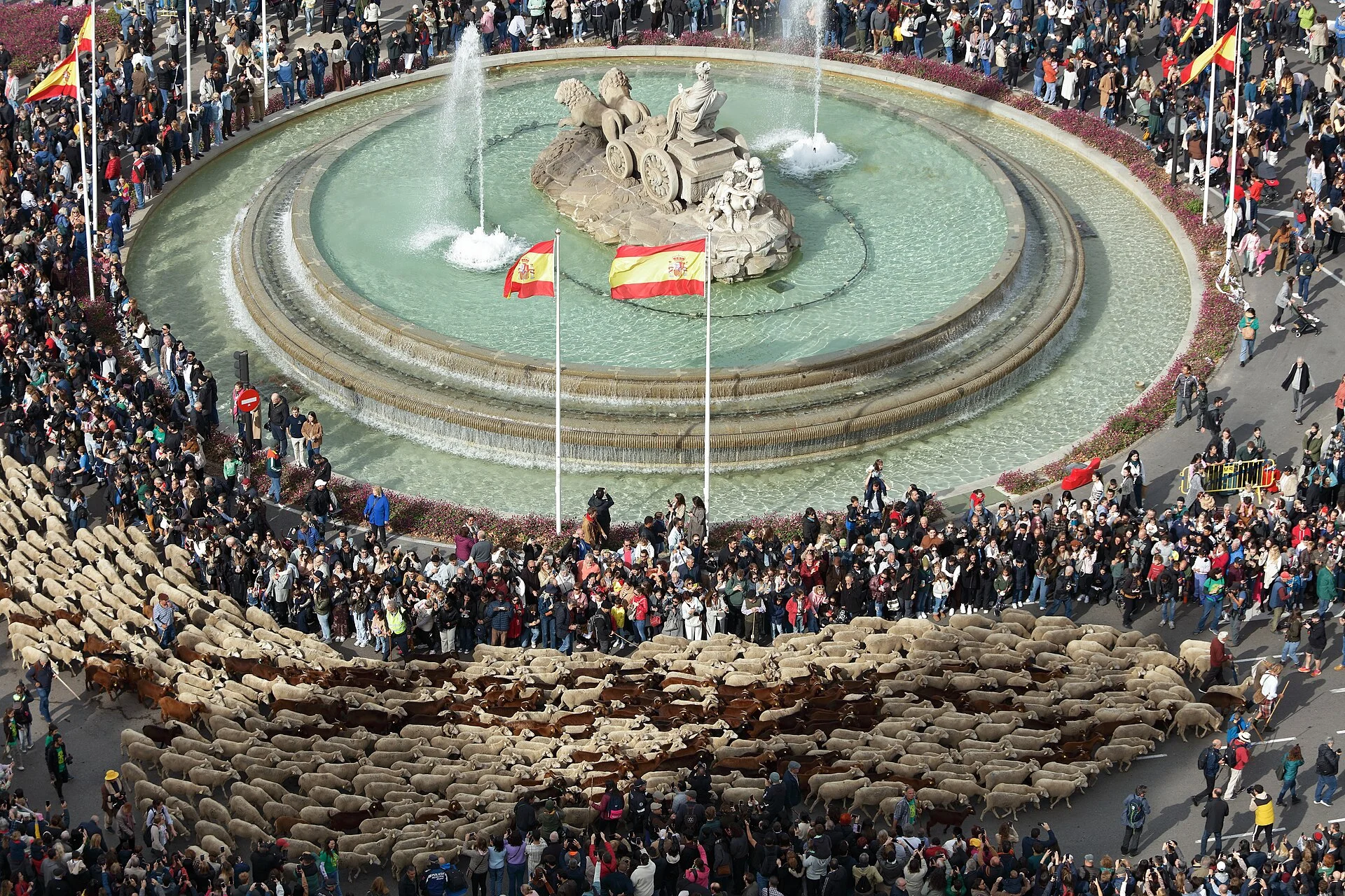 Rebaño de ovejas rodeando la fuente de Cibeles entre una multitud durante la Fiesta de la Trashumancia
