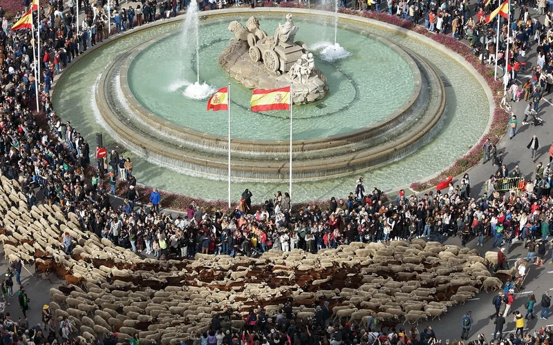 Rebaño de ovejas rodeando la fuente de Cibeles entre una multitud durante la Fiesta de la Trashumancia