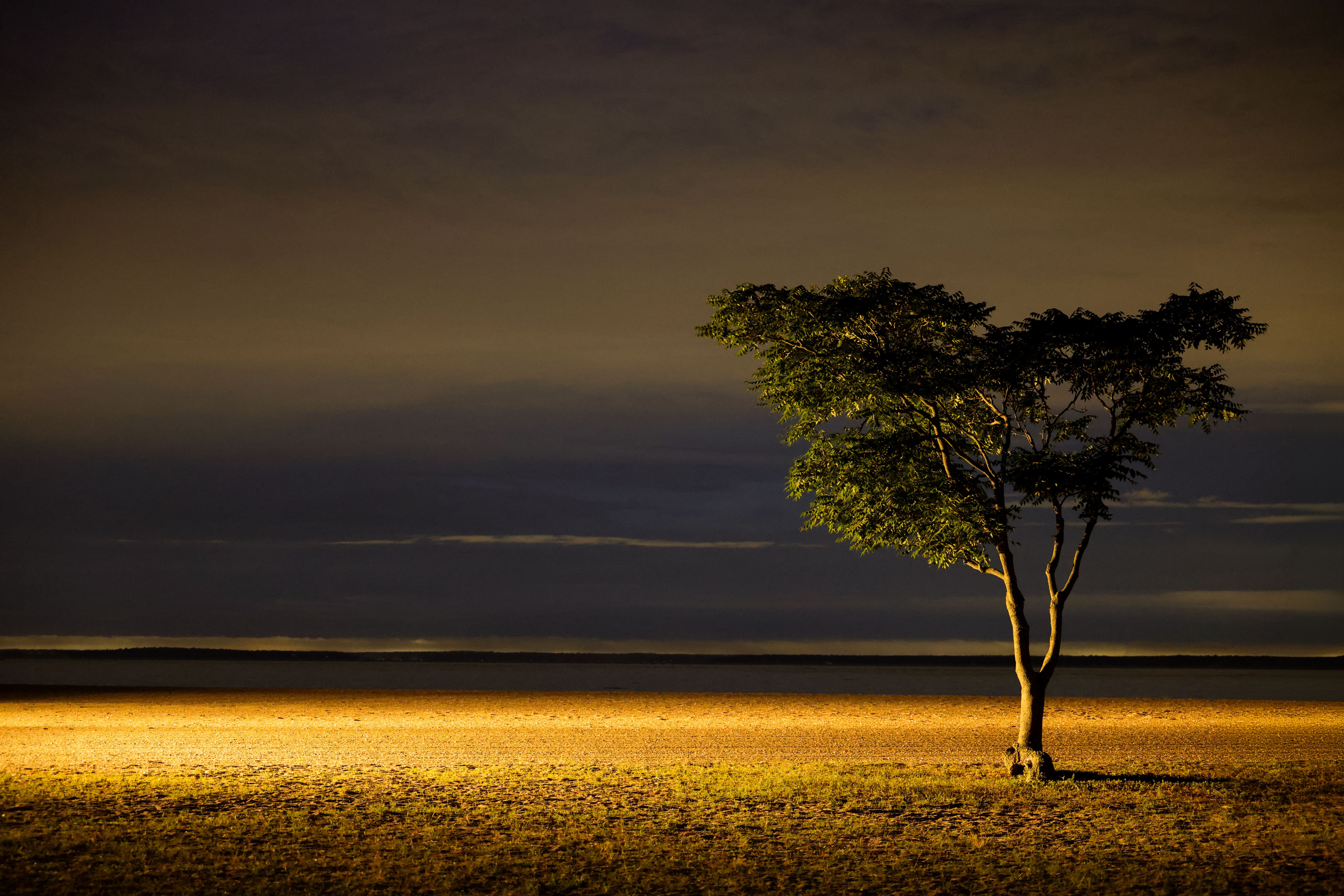 Árbol solitario iluminado en un paisaje nocturno con un cielo oscuro y un horizonte difuso.