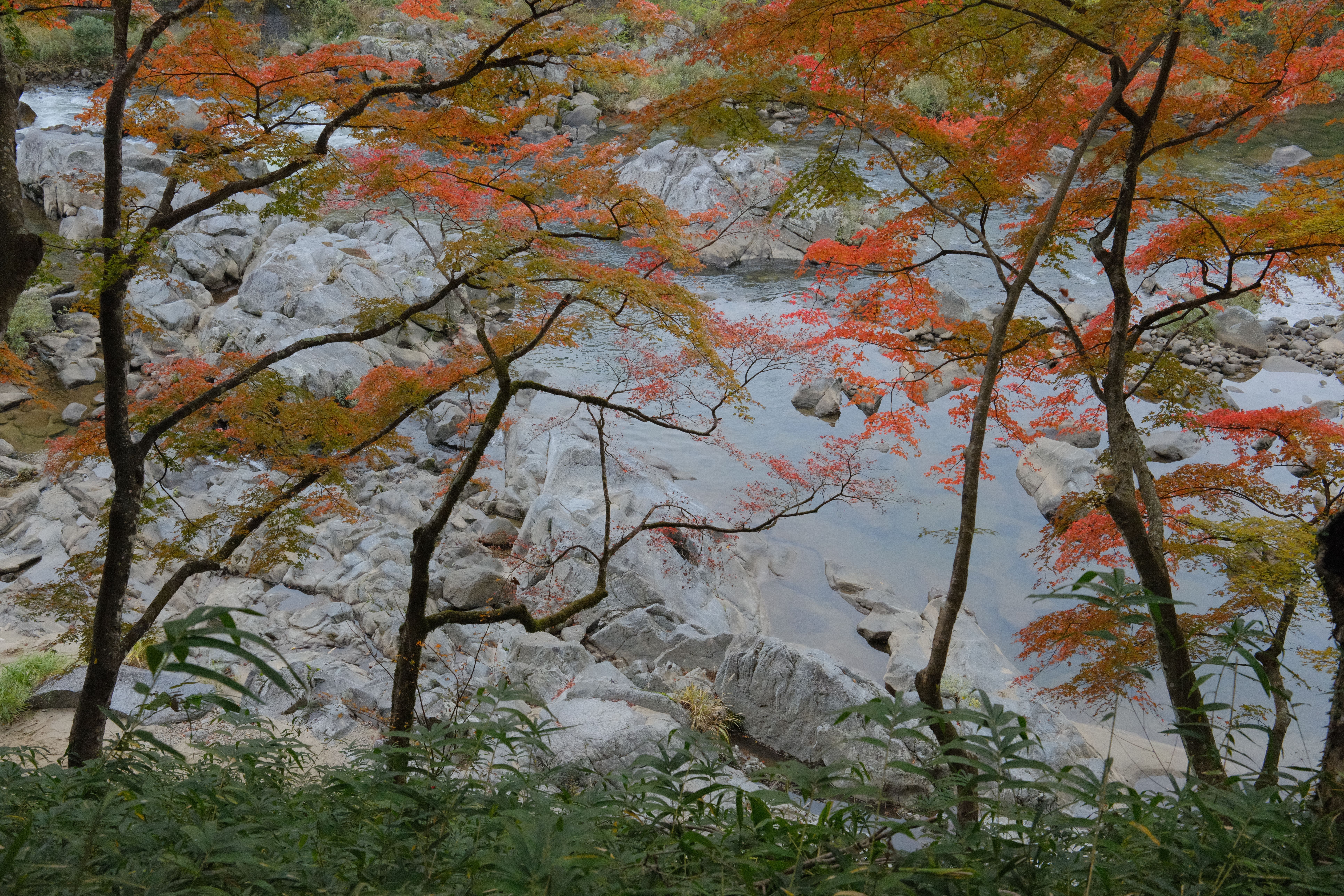 Árboles con hojas otoñales rojas y naranjas sobre un río rocoso y agua azul verdosa.