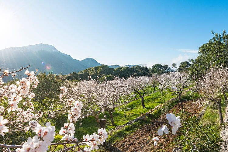 Almendros en Mallorca
