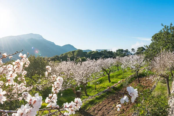 Almendros en Mallorca