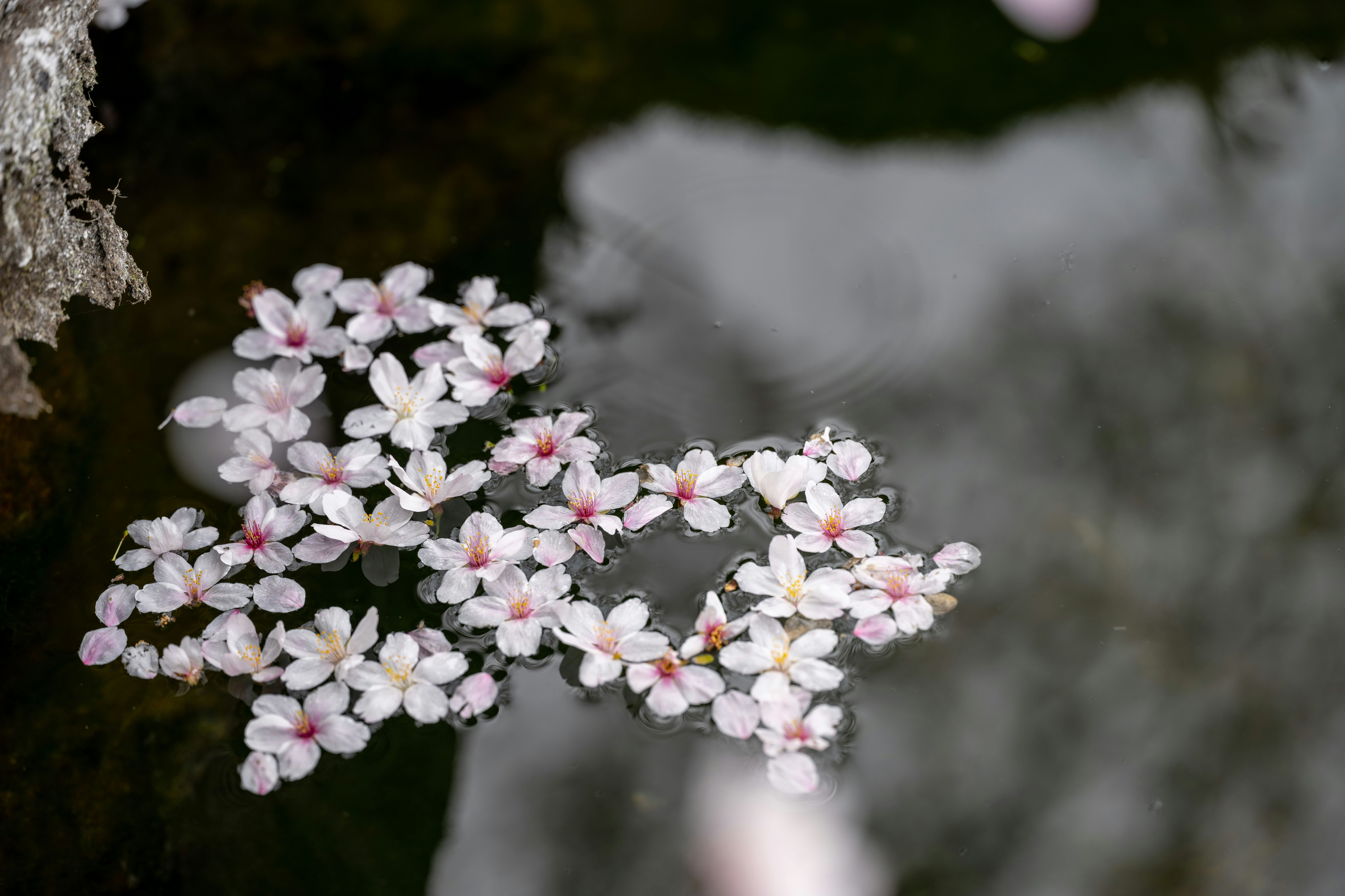 Sakura: El Arte Japonés de Contemplar lo Efímero