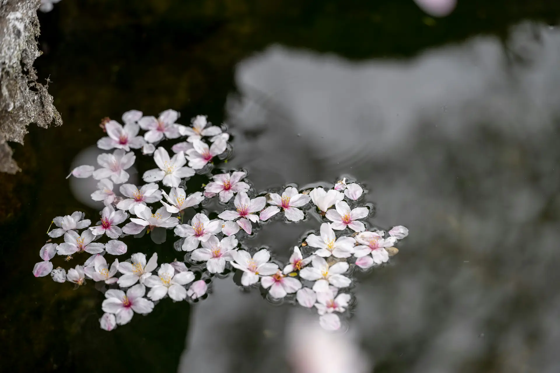 Sakura: El Arte Japonés de Contemplar lo Efímero