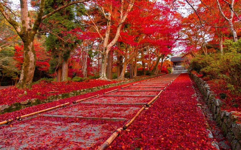 Escalera de piedra cubierta de hojas rojas de otoño, rodeada de árboles con follaje vibrante.