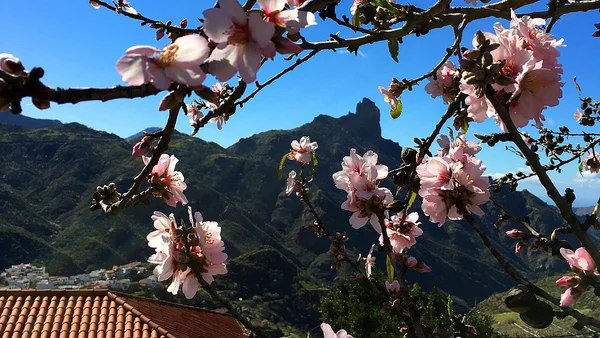 Almendro en Canarias