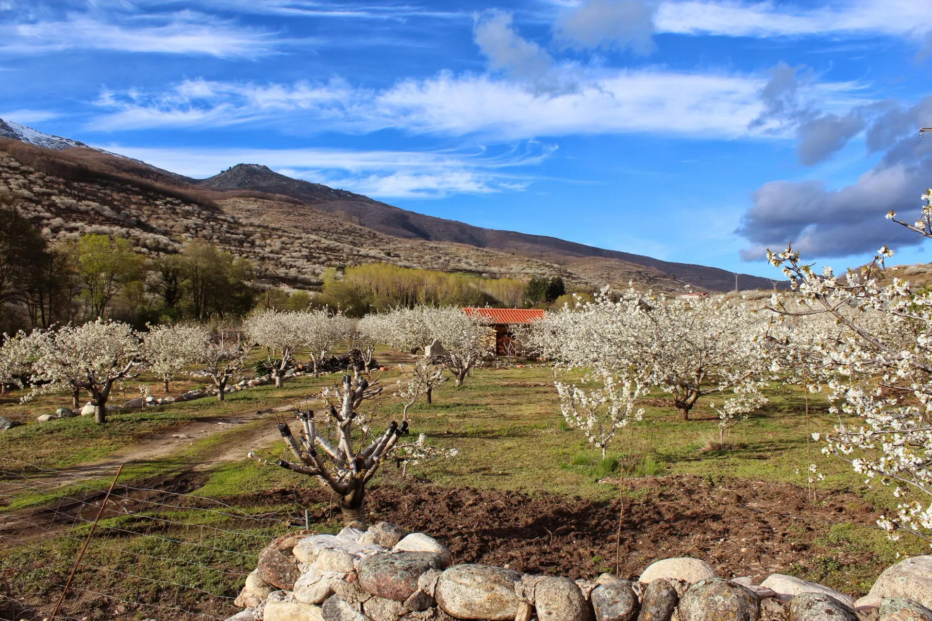 2 días en el Valle del Jerte: cuando un millón de cerezos florecen a la vez