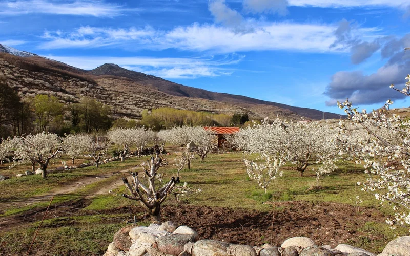 2 días en el Valle del Jerte: cuando un millón de cerezos florecen a la vez