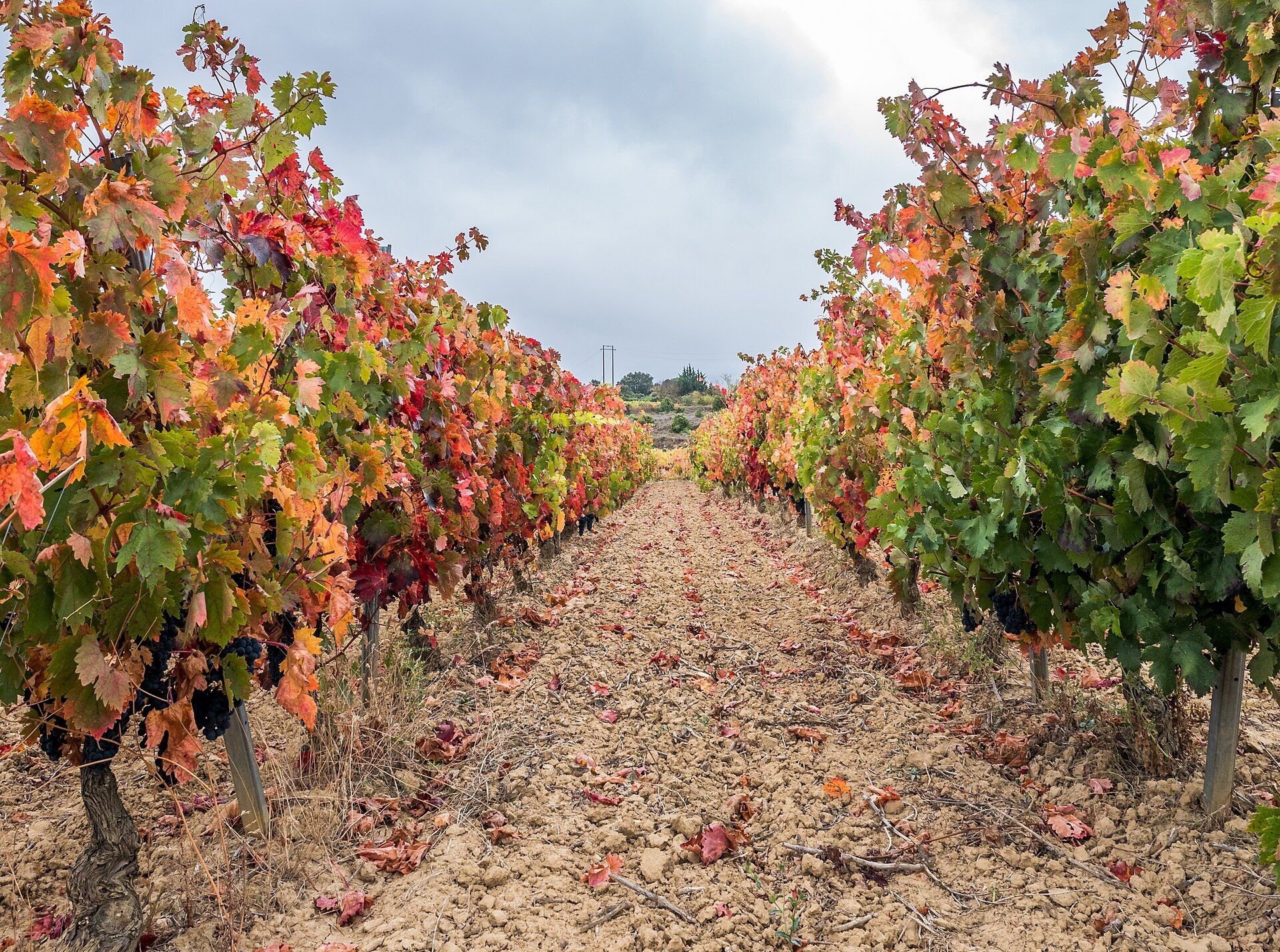 Rioja Alavesa: viñedos y Laguardia